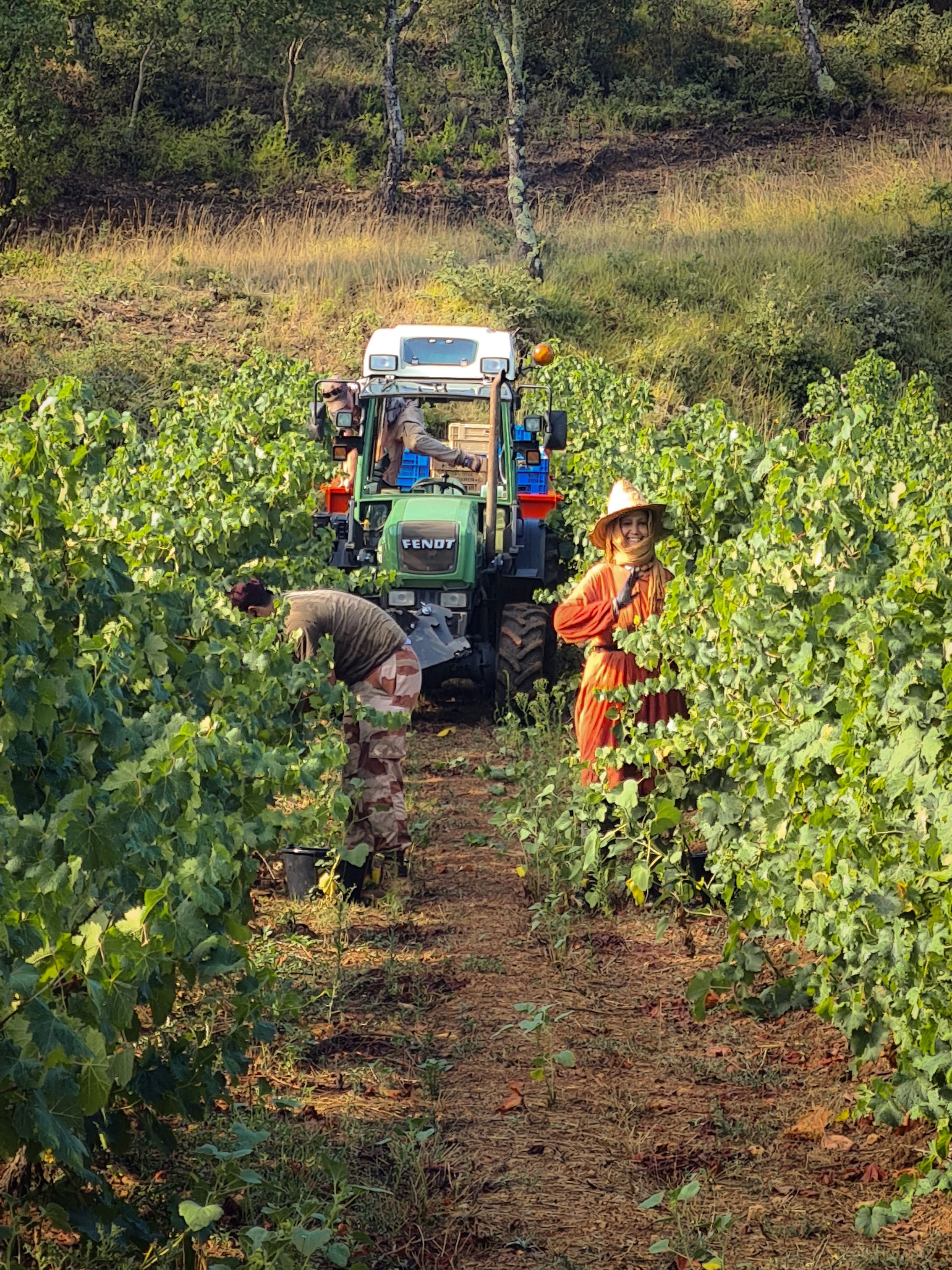 Vendanges manuelles au Domaine Mira Luna