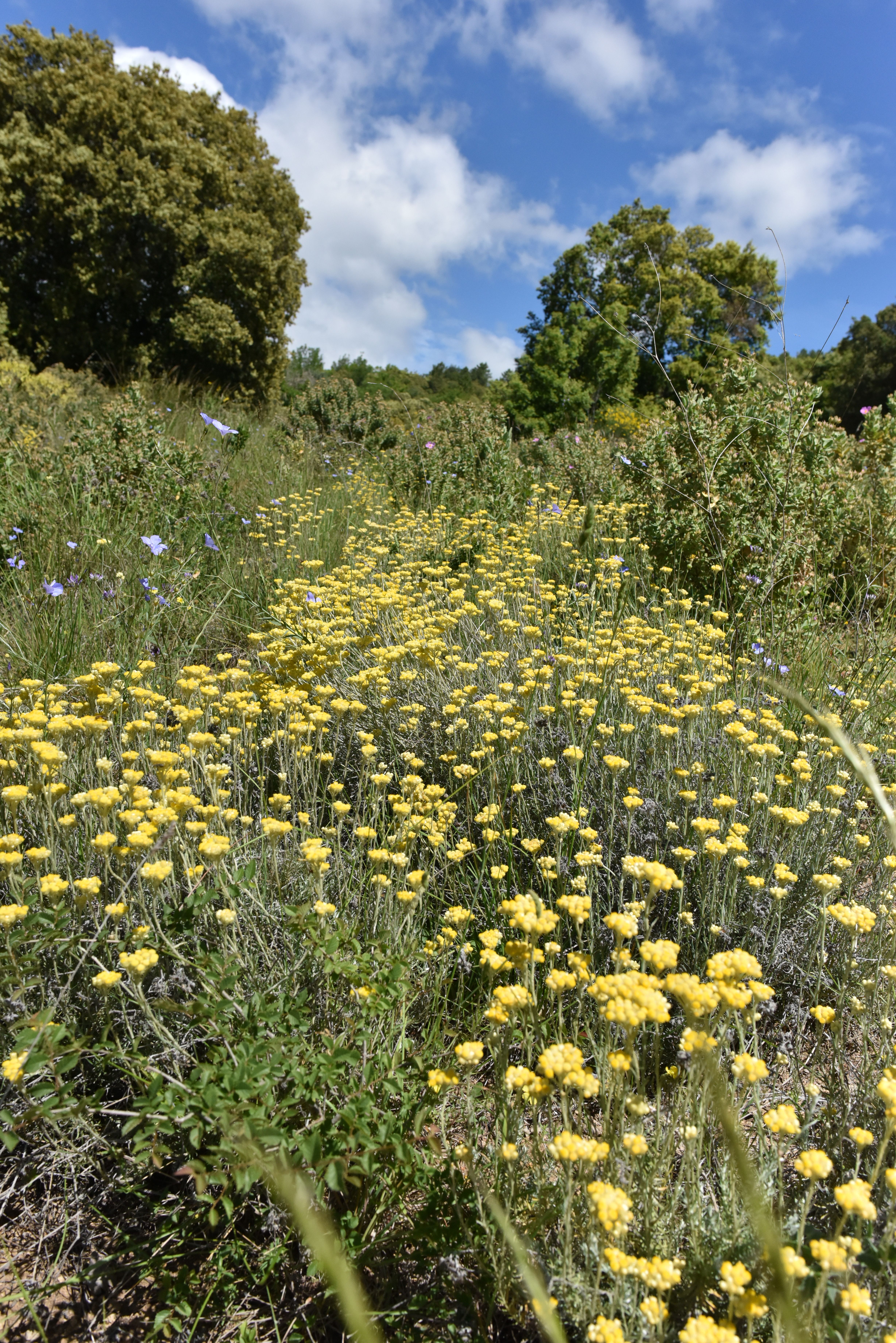 fleurs-immortelle-la-baume