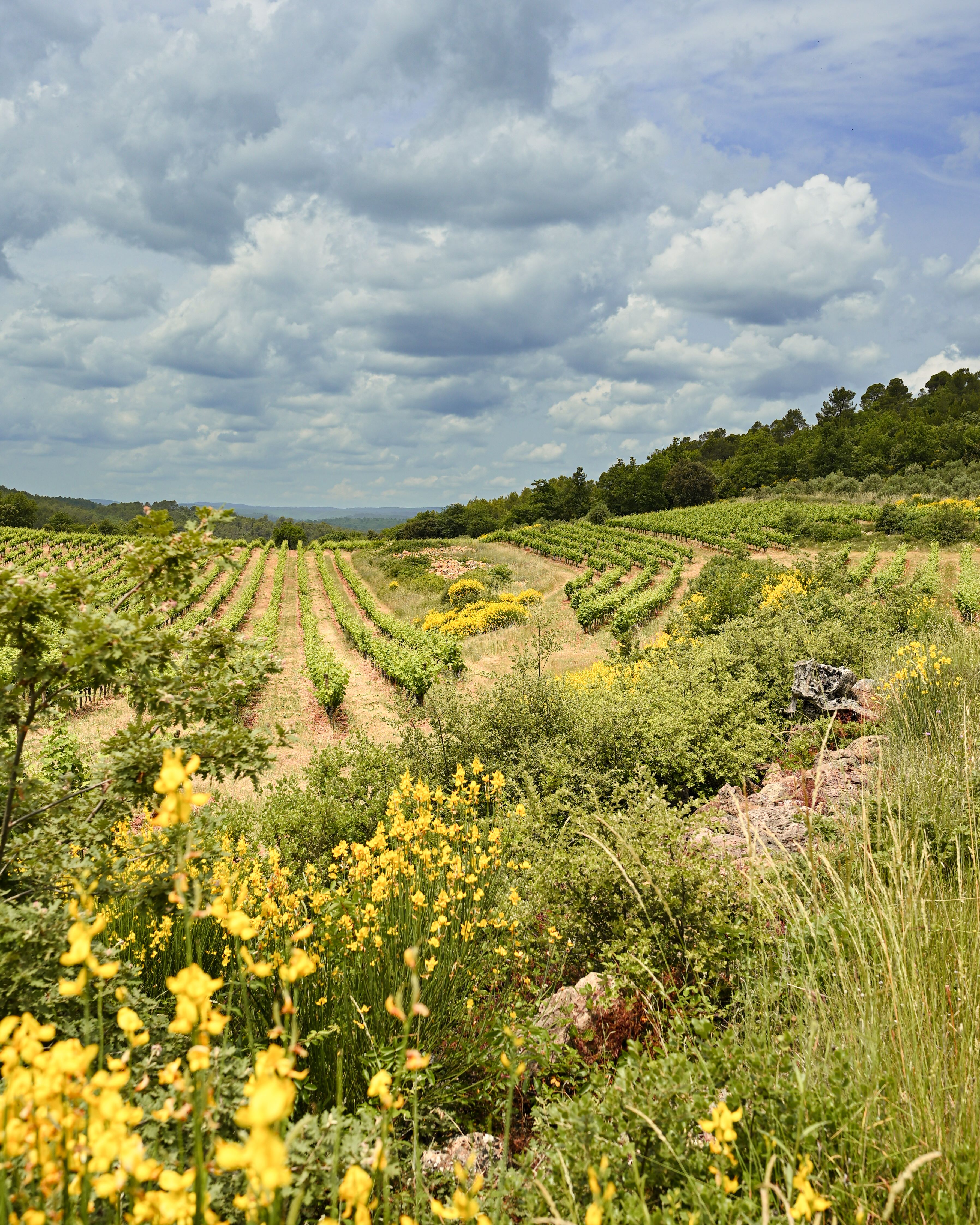 Domaine Mira Luna
