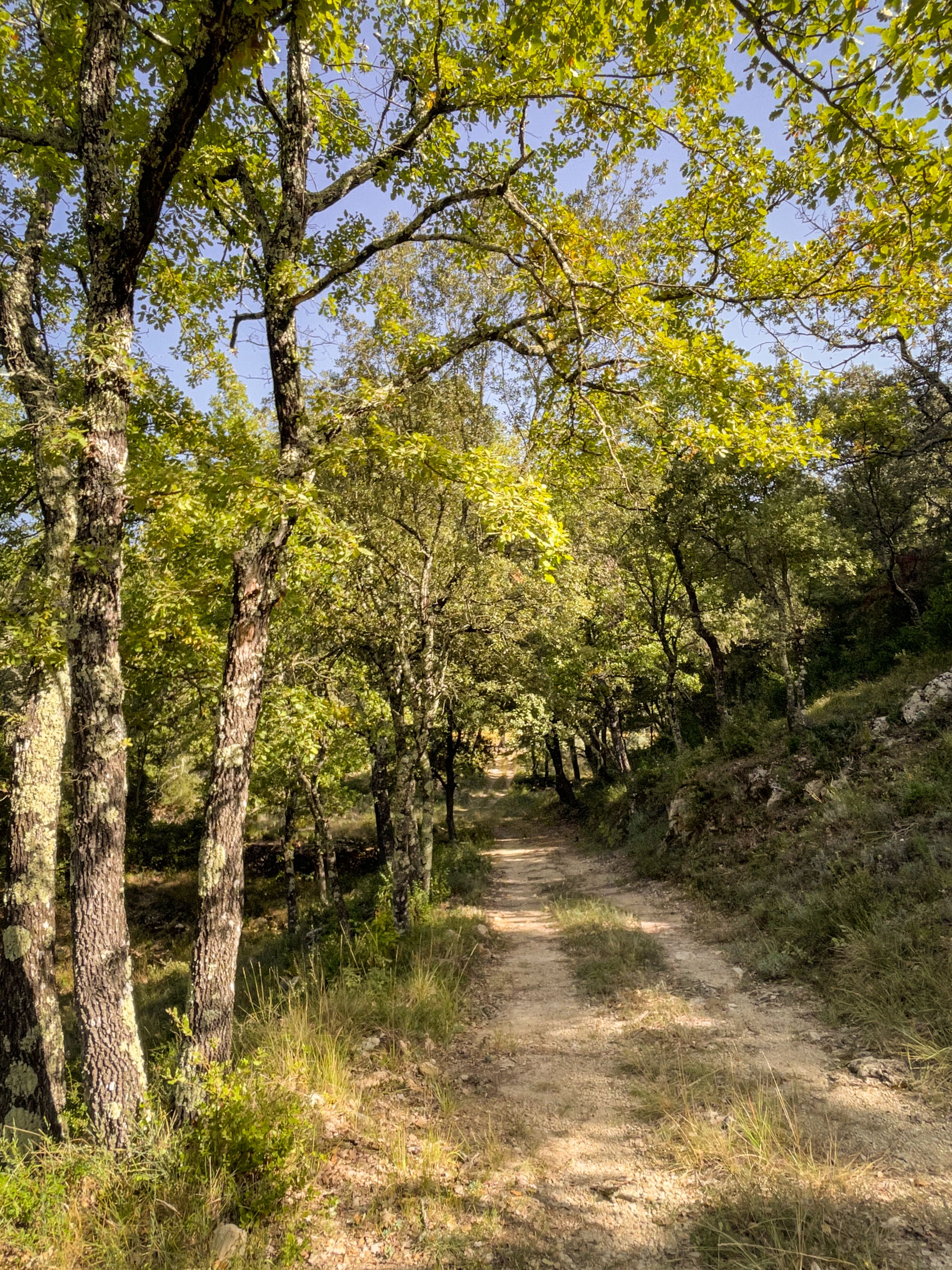 Forêt de Mira Luna en Provence