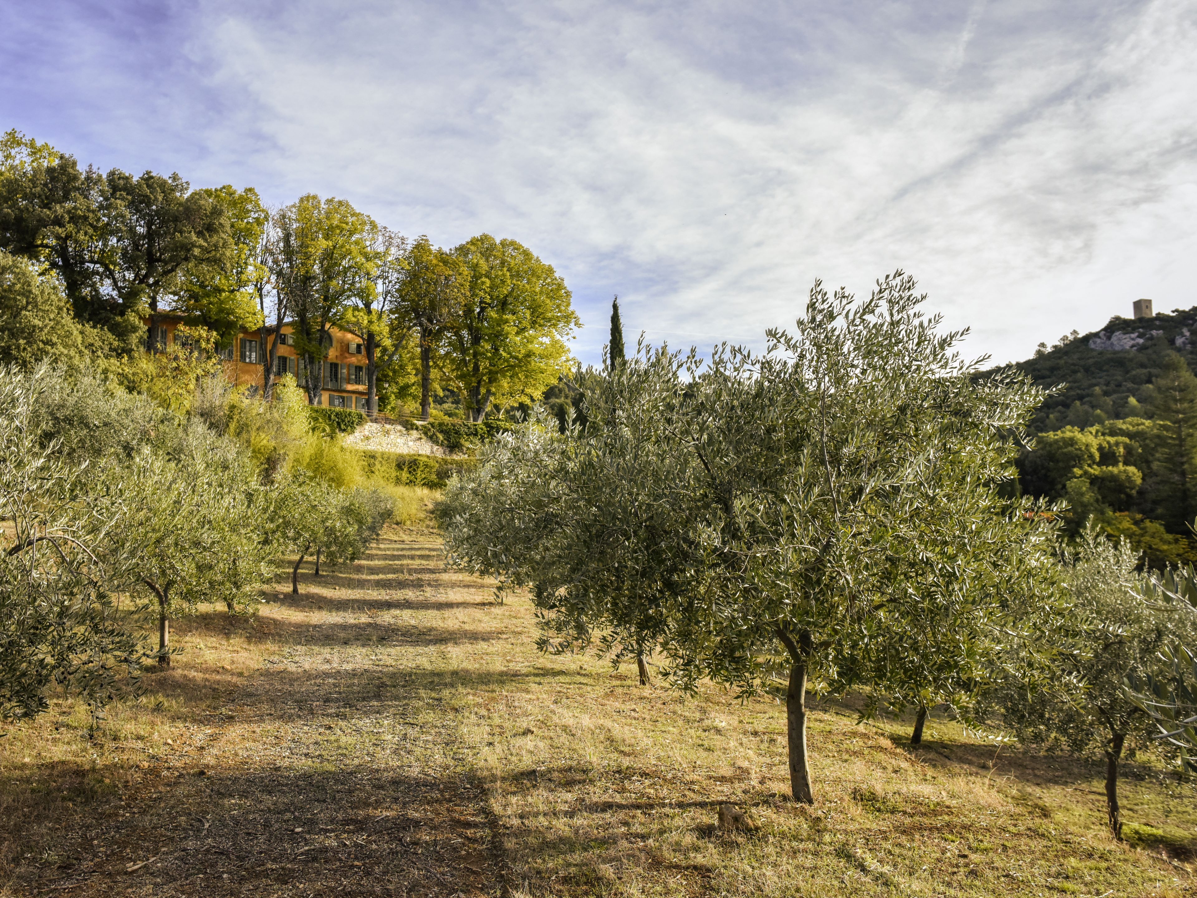 Oliviers dans le Domaine de la Baume en Provence