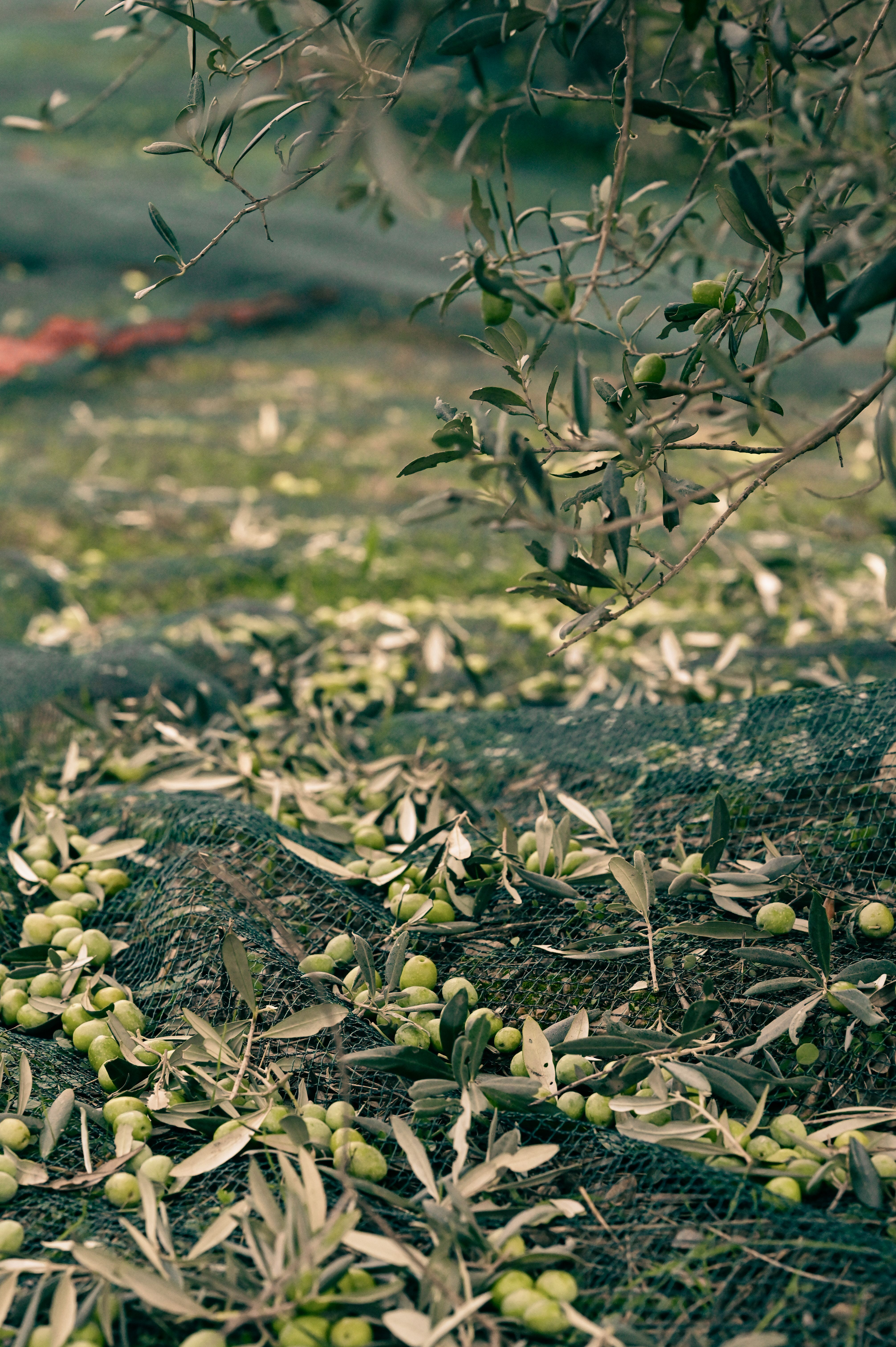 Domaine Mira Luna en Provence