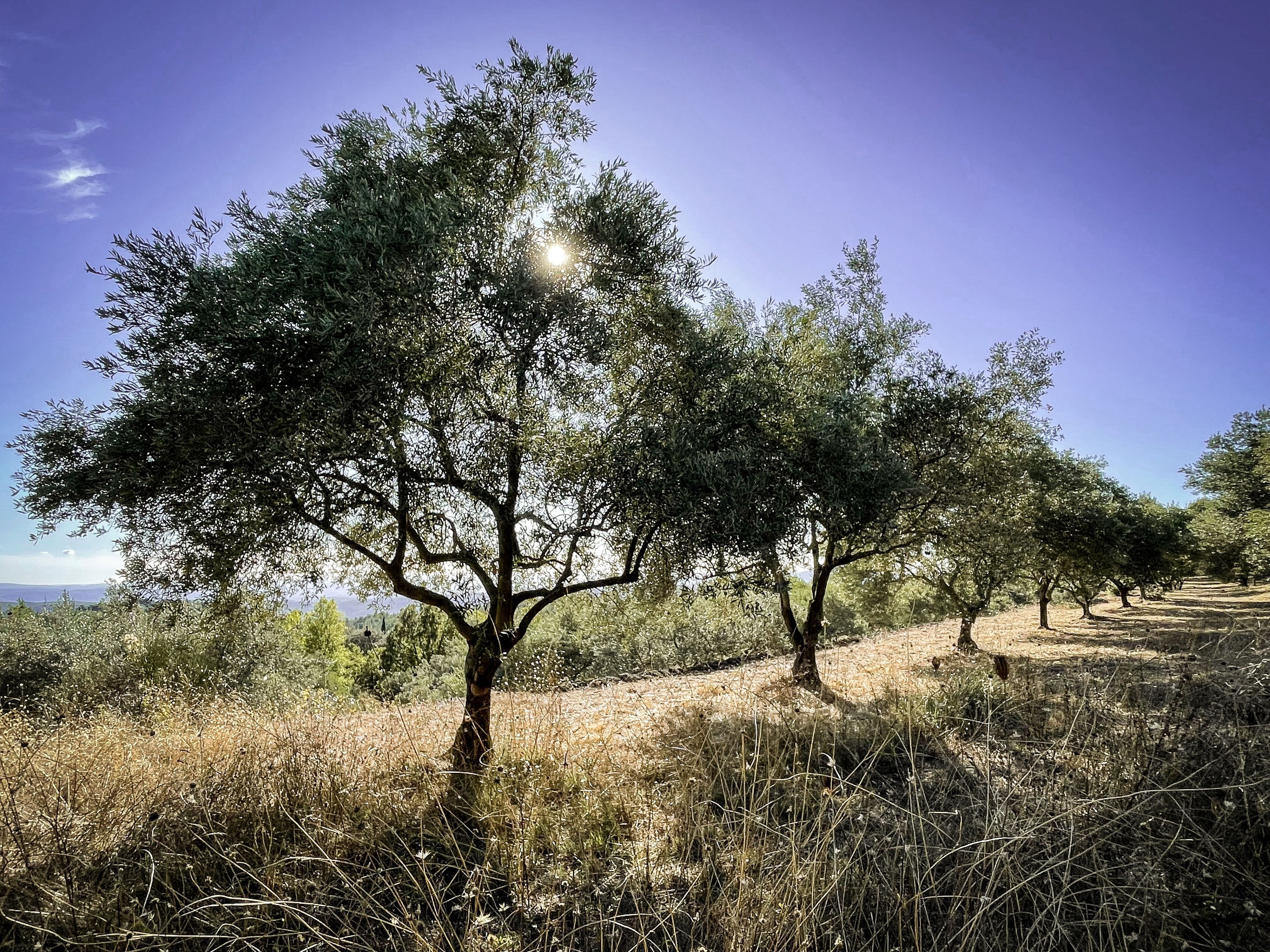 Olive trees in Domaine de la Baume