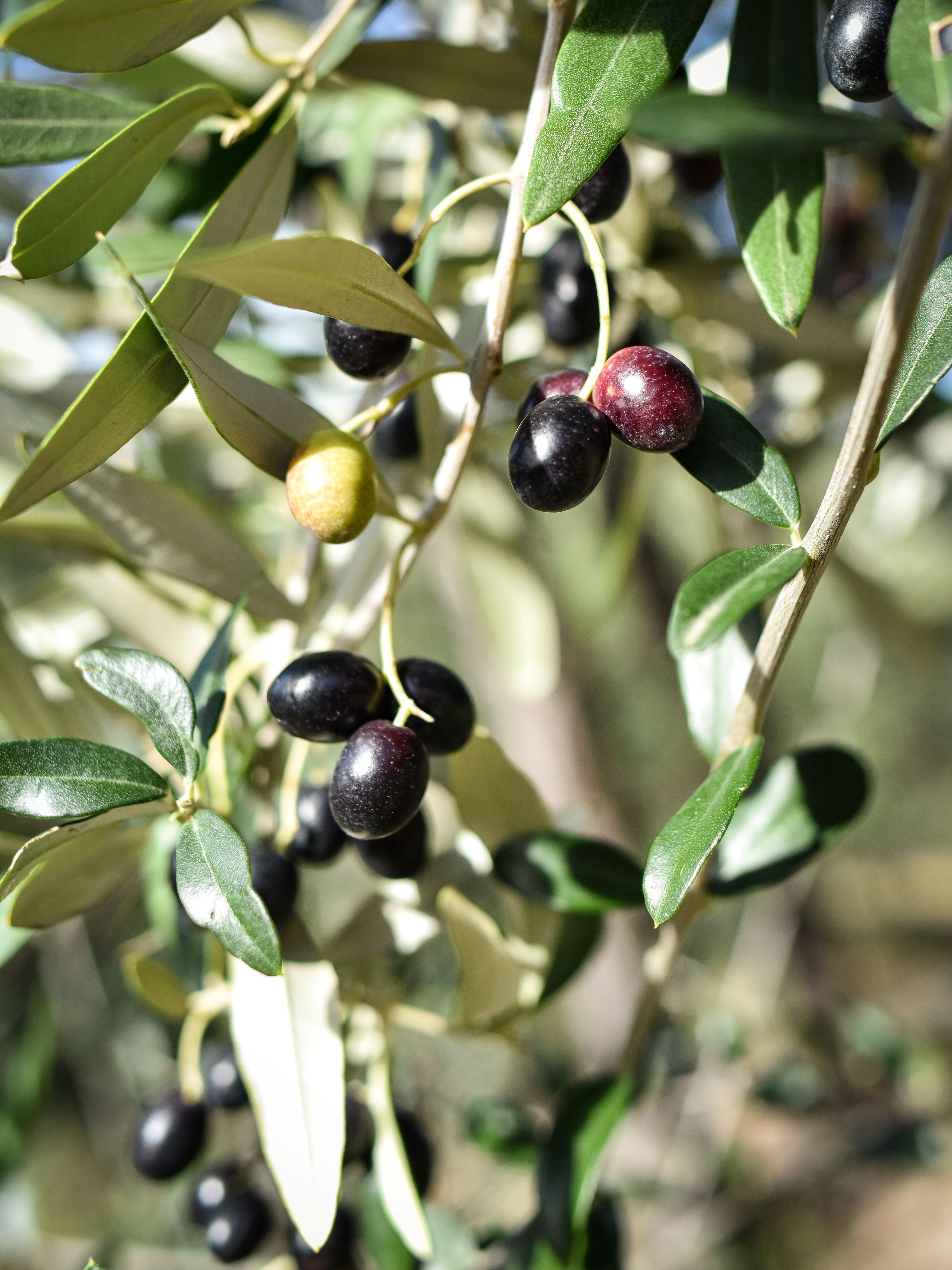 Huile d'olive bio de Provence monovariétale Petit Ribier Mira Luna