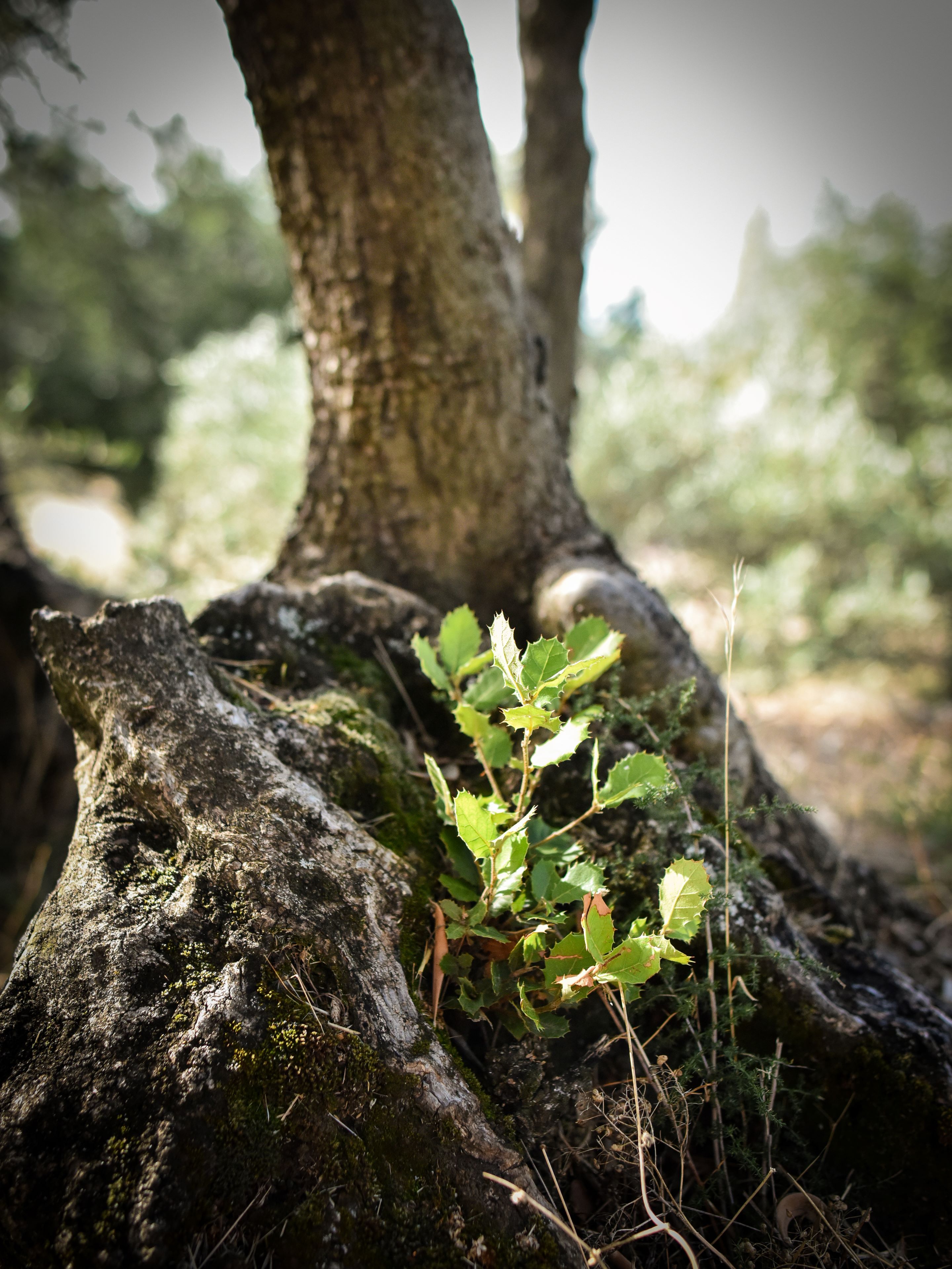Chêne et olivier au Domaine de la Baume
