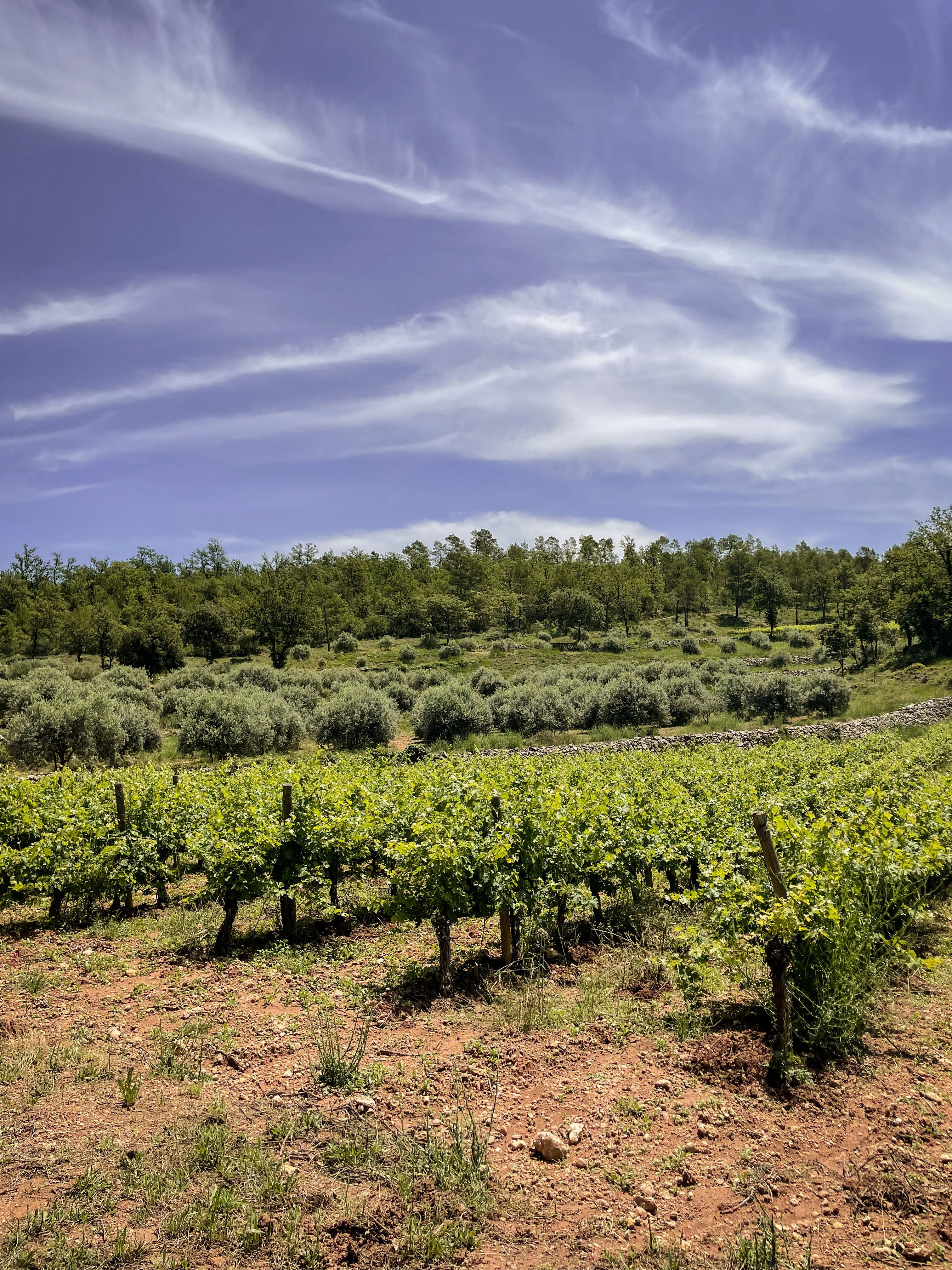 Vignoble Mira Luna en Provence