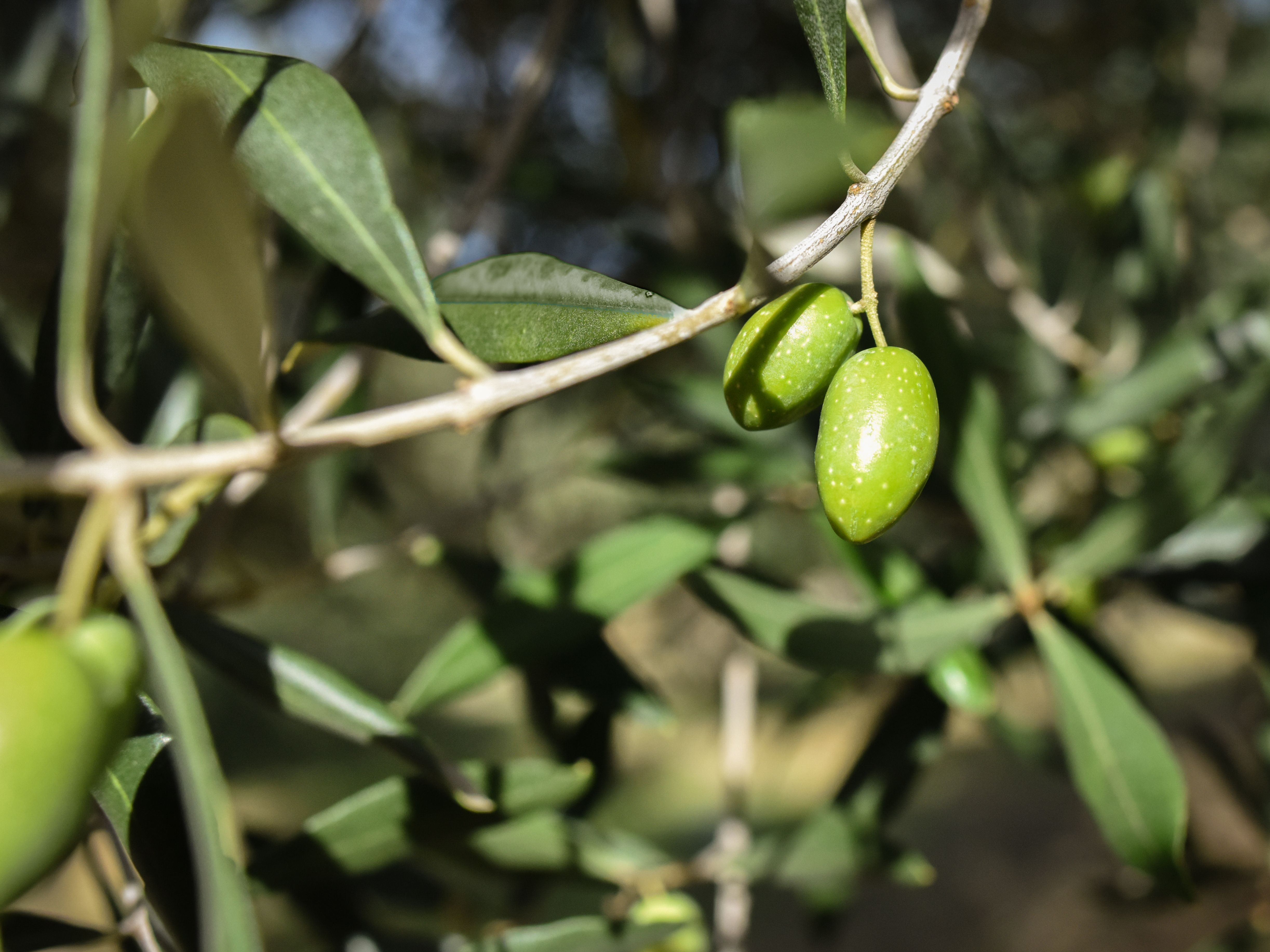 Mira Luna en Provence - olive trees