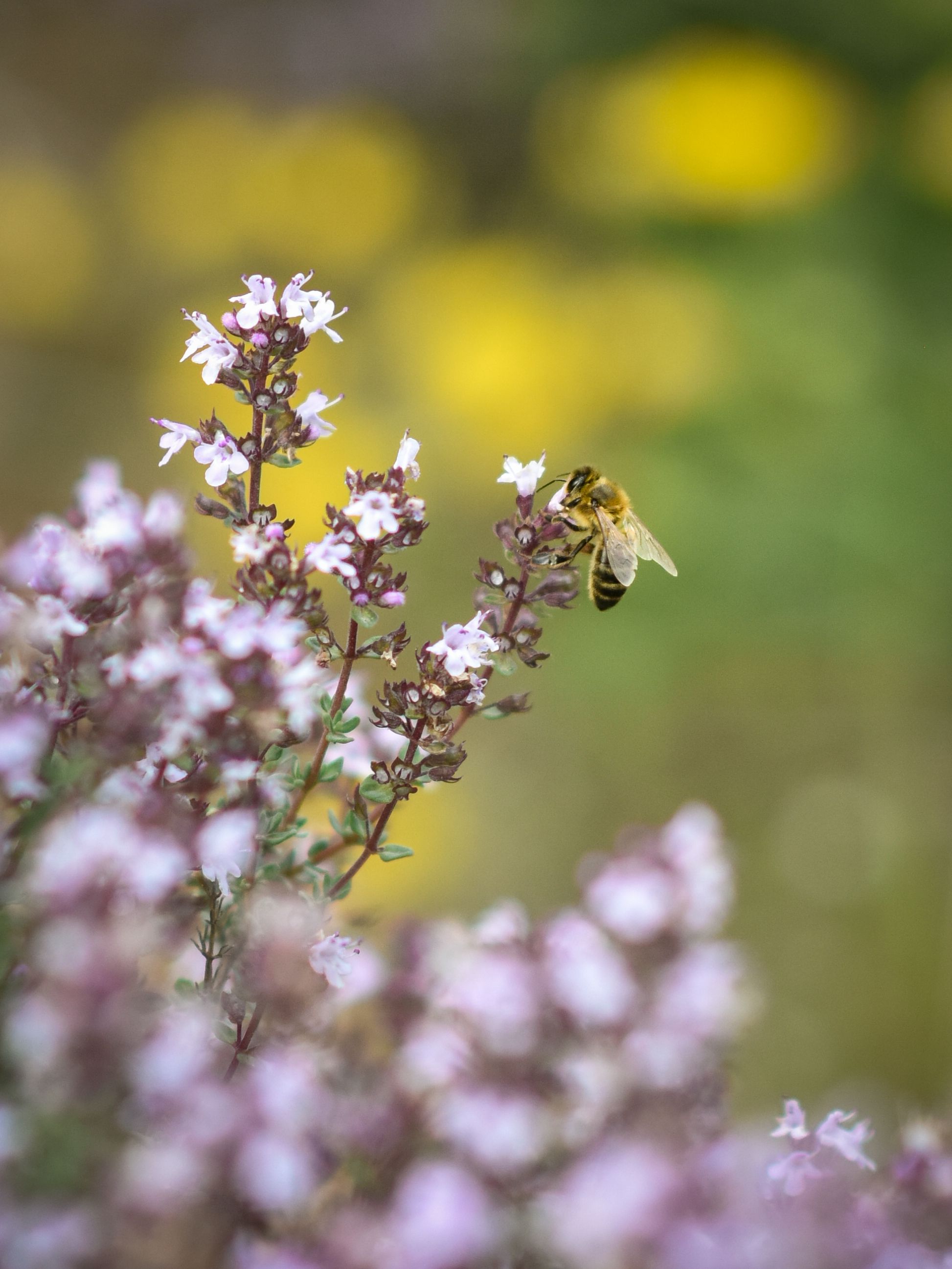 Domaine de la Baume en Provence - fleurs de thym