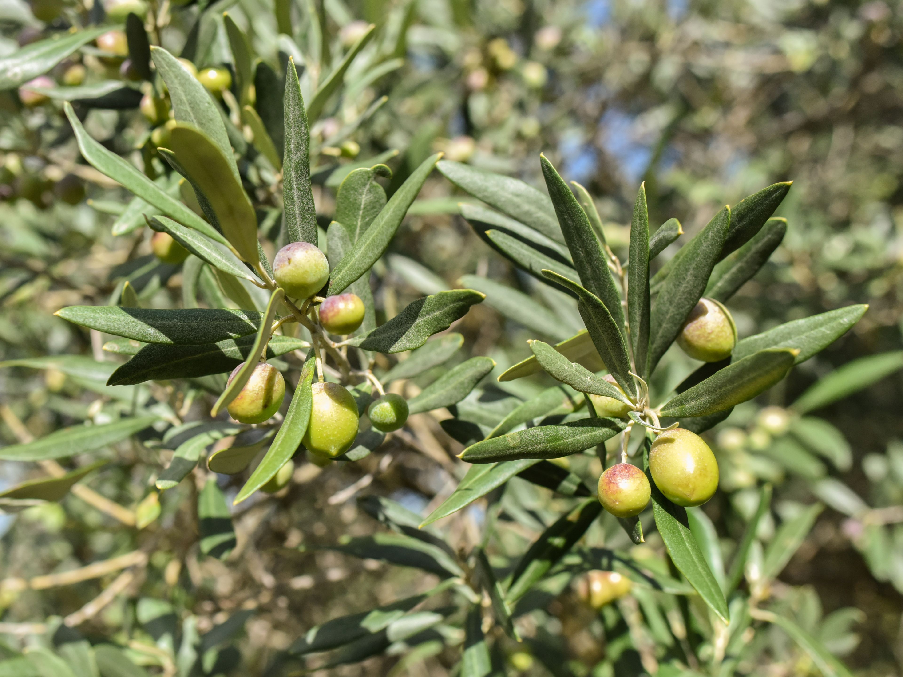 Olive Bouteillan au Domaine de la Baume