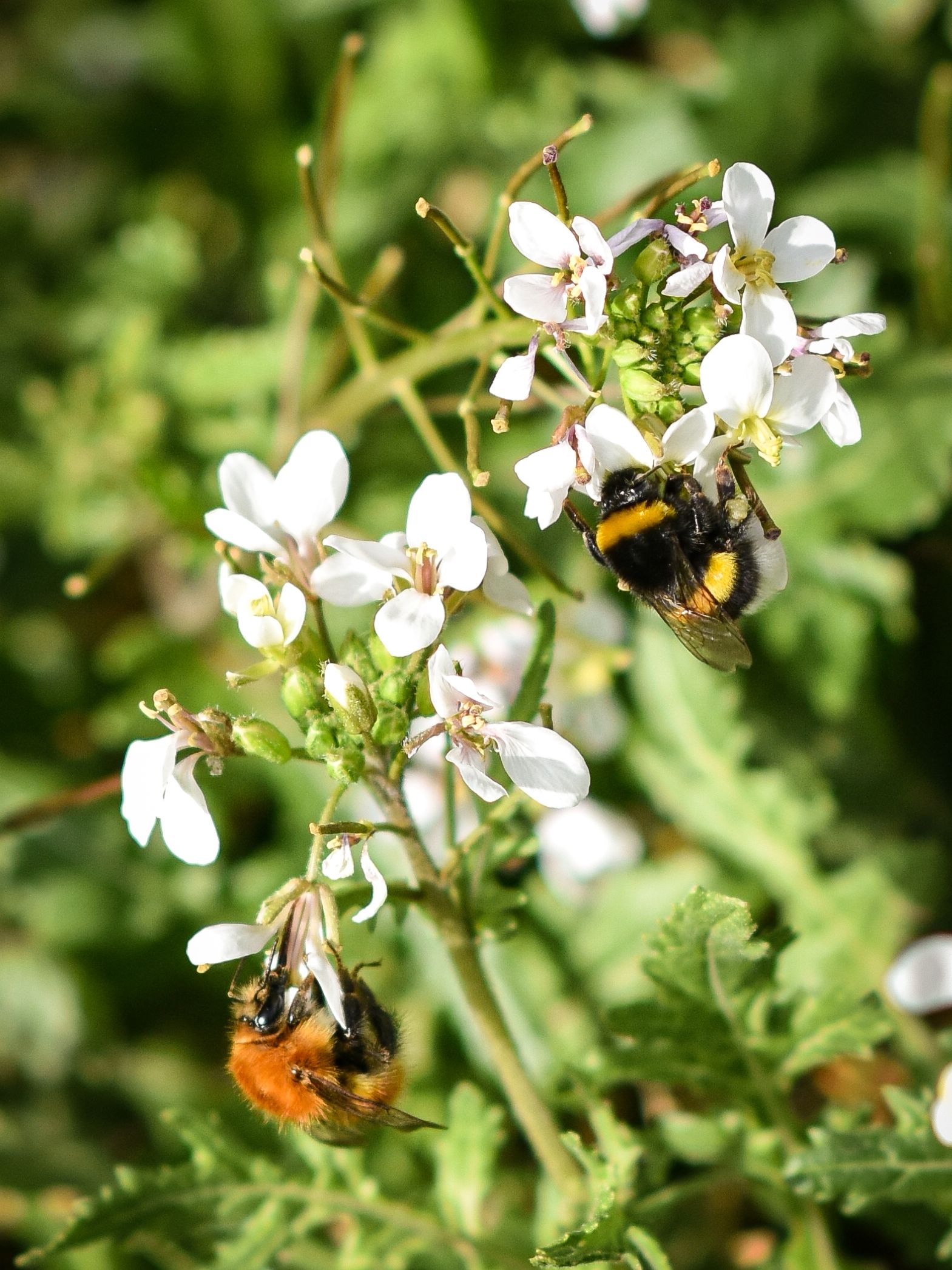 Biodiversity of Domaine de la Baume in Provence