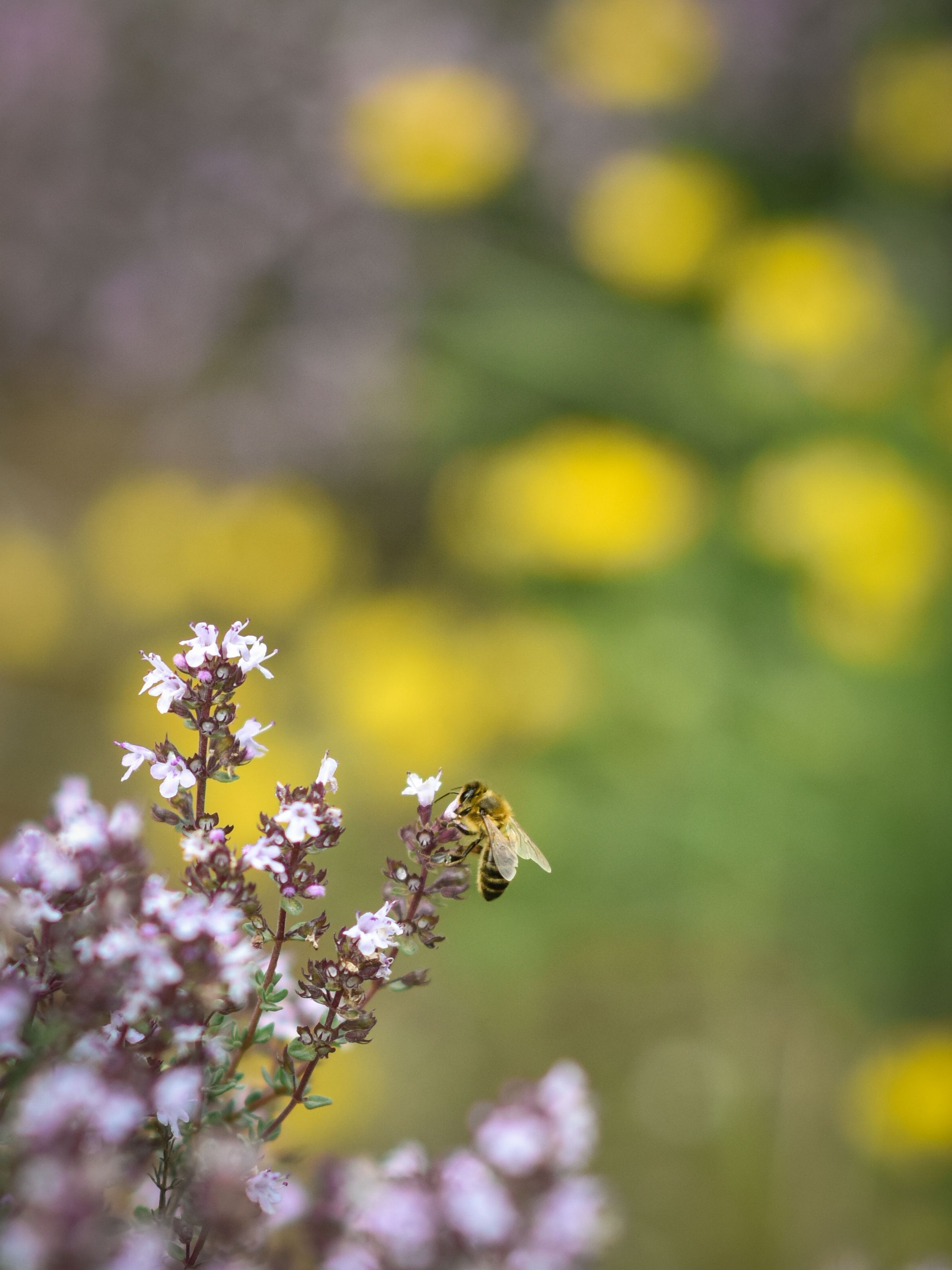 Domaine de la Baume in Provence - Thyme flowers