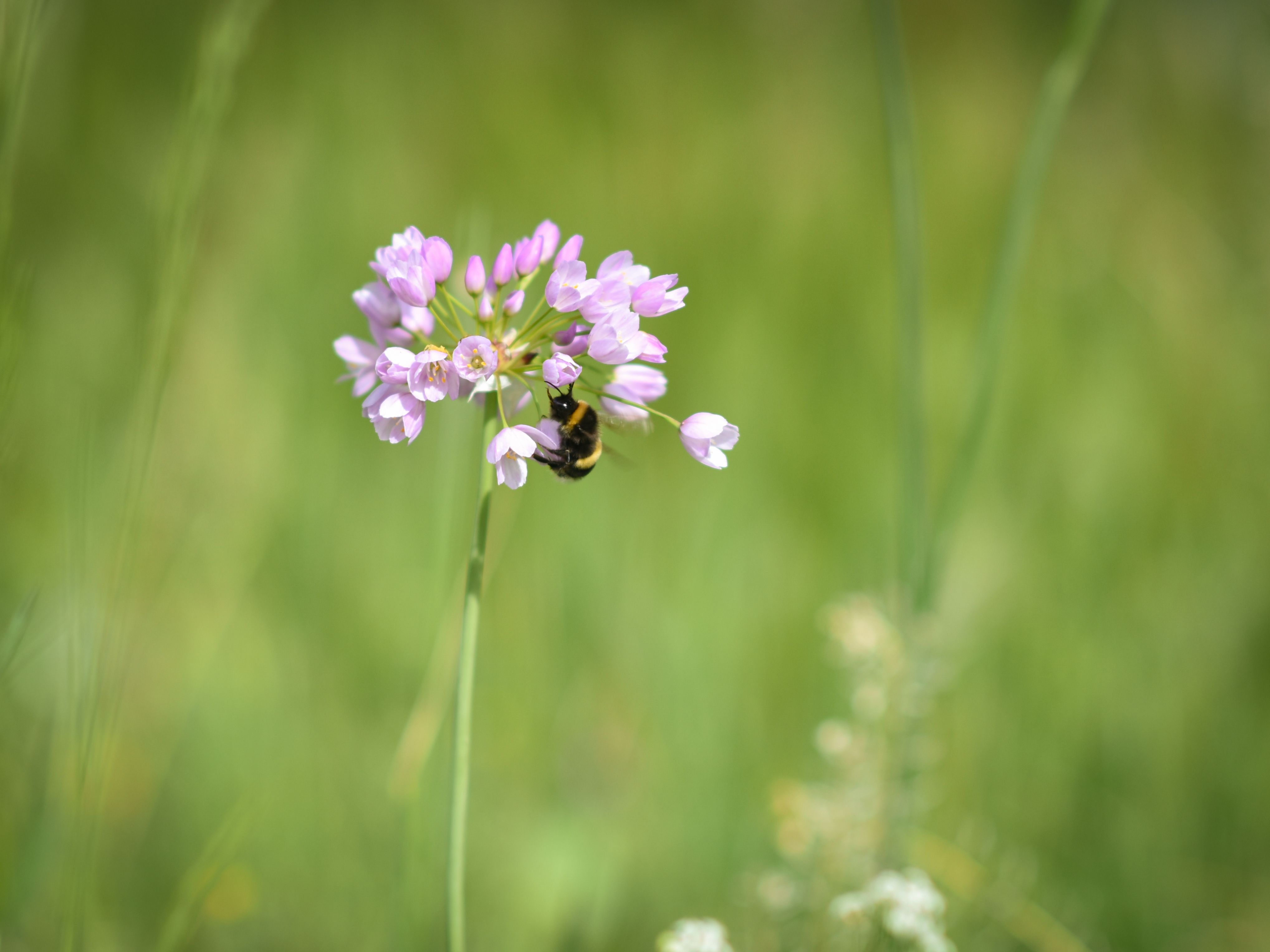 Bee in Domaine de la Baume