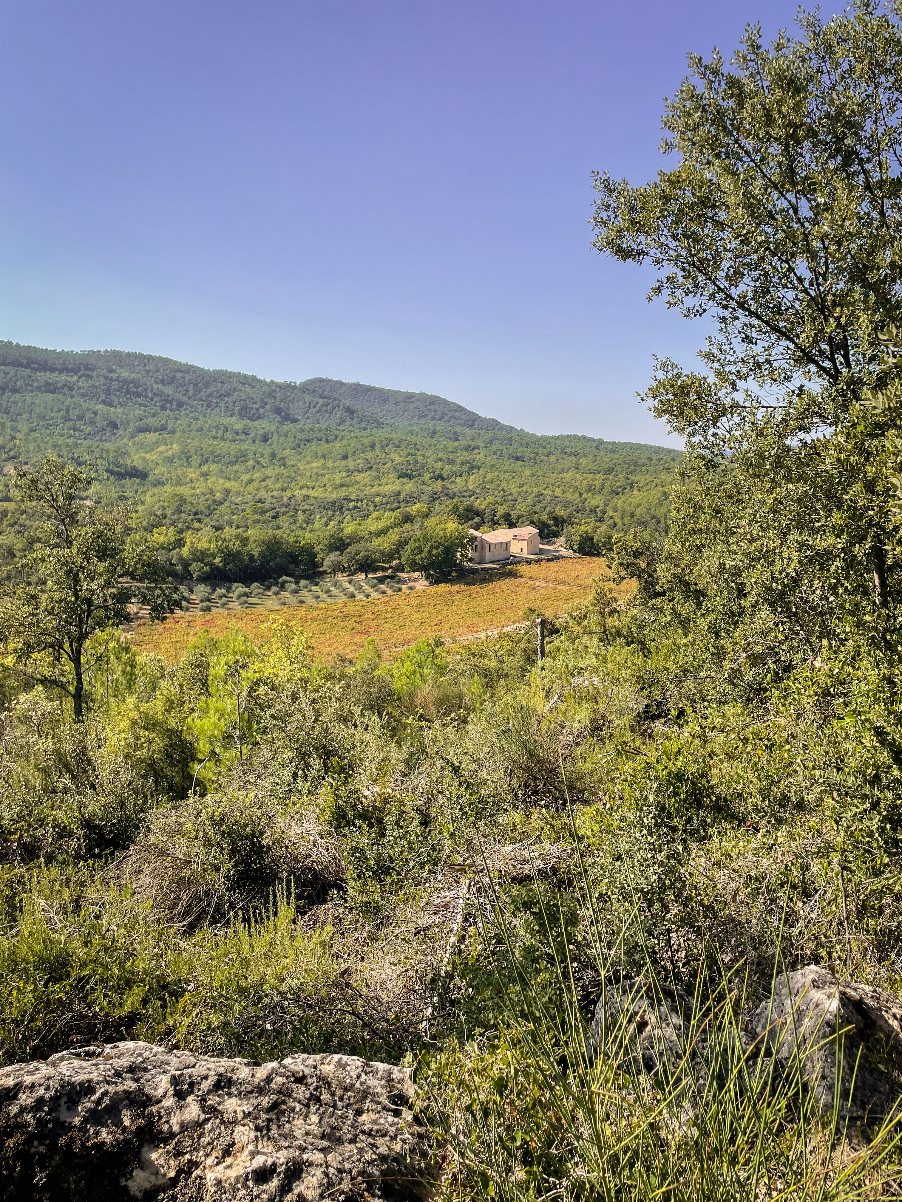 Vineyard Mira Luna in Provence