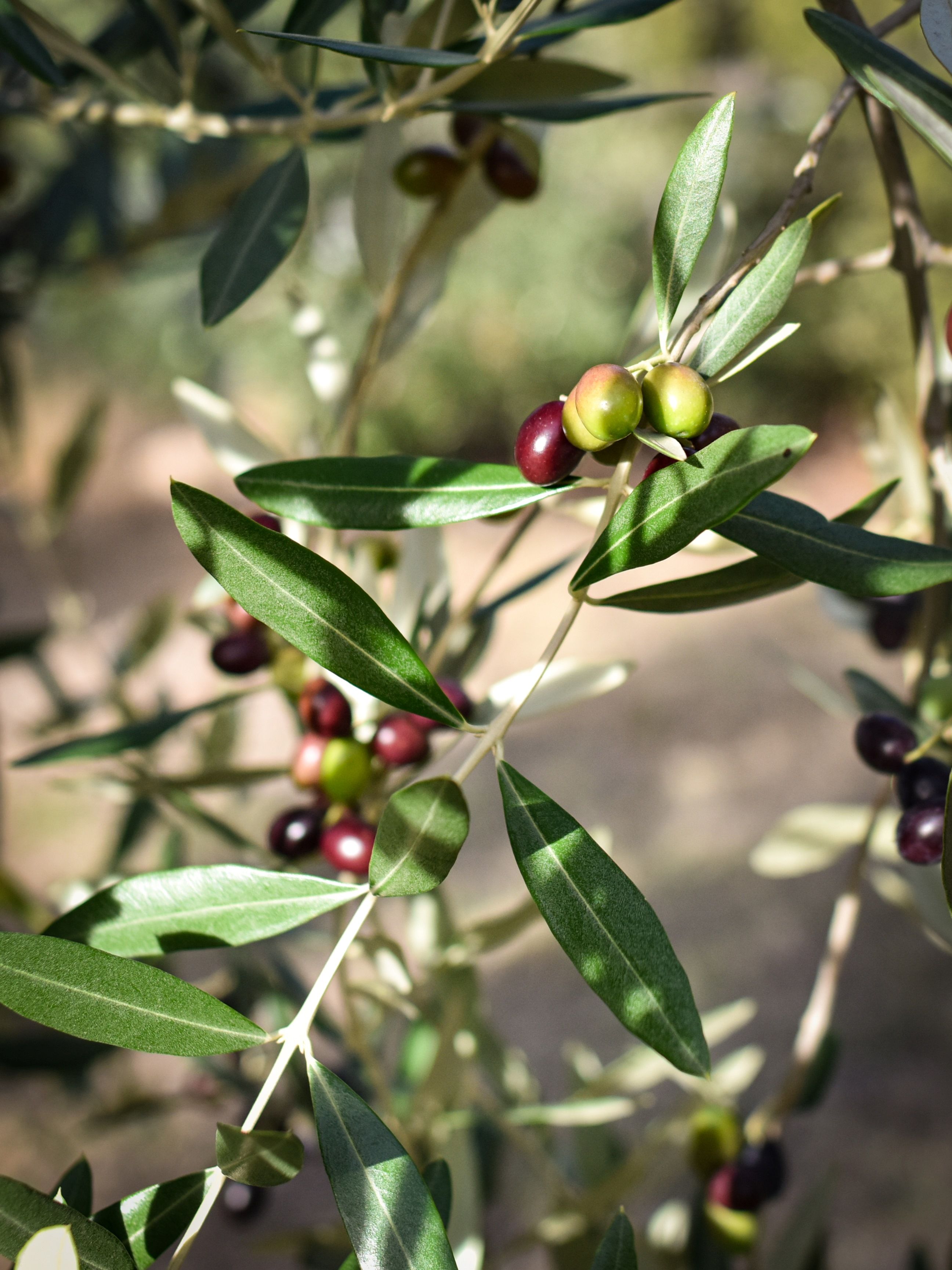 Organic olive oil of Provence - monovarietal Frantoio Mira Luna