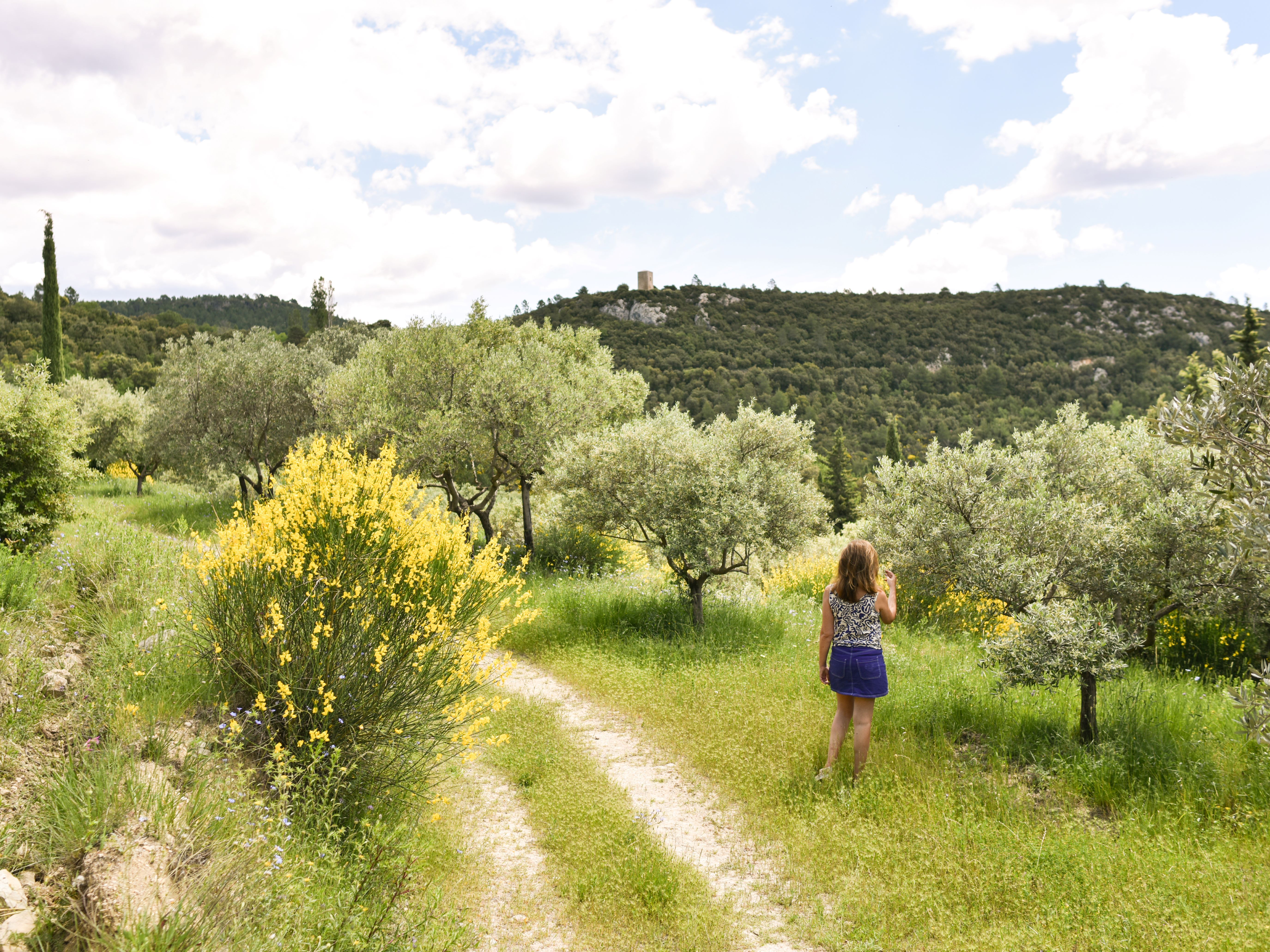 Oliviers du Domaine de la Baume à Tourtour