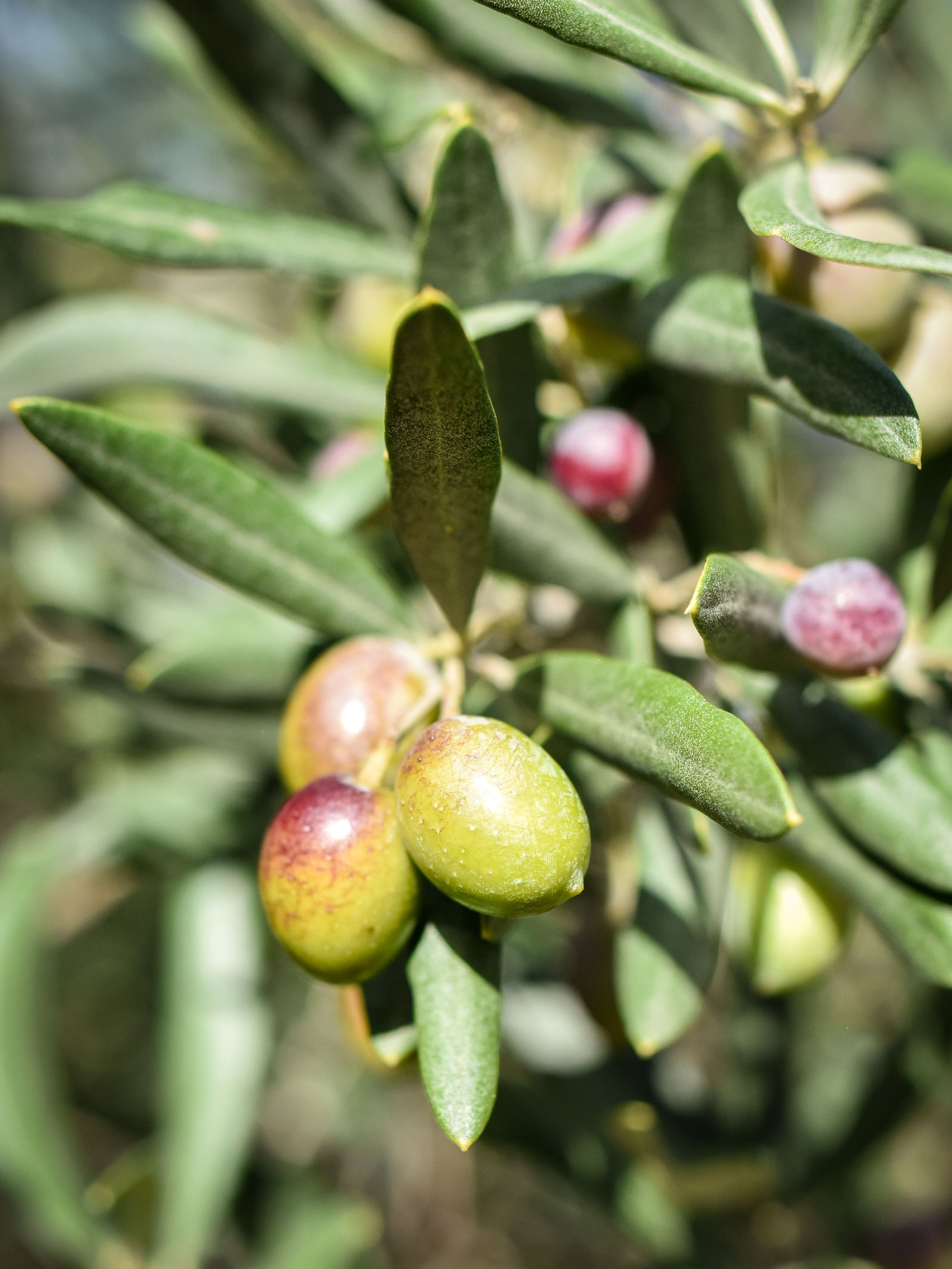 Organic olive oil of Provence - Bouteillan Mira Luna