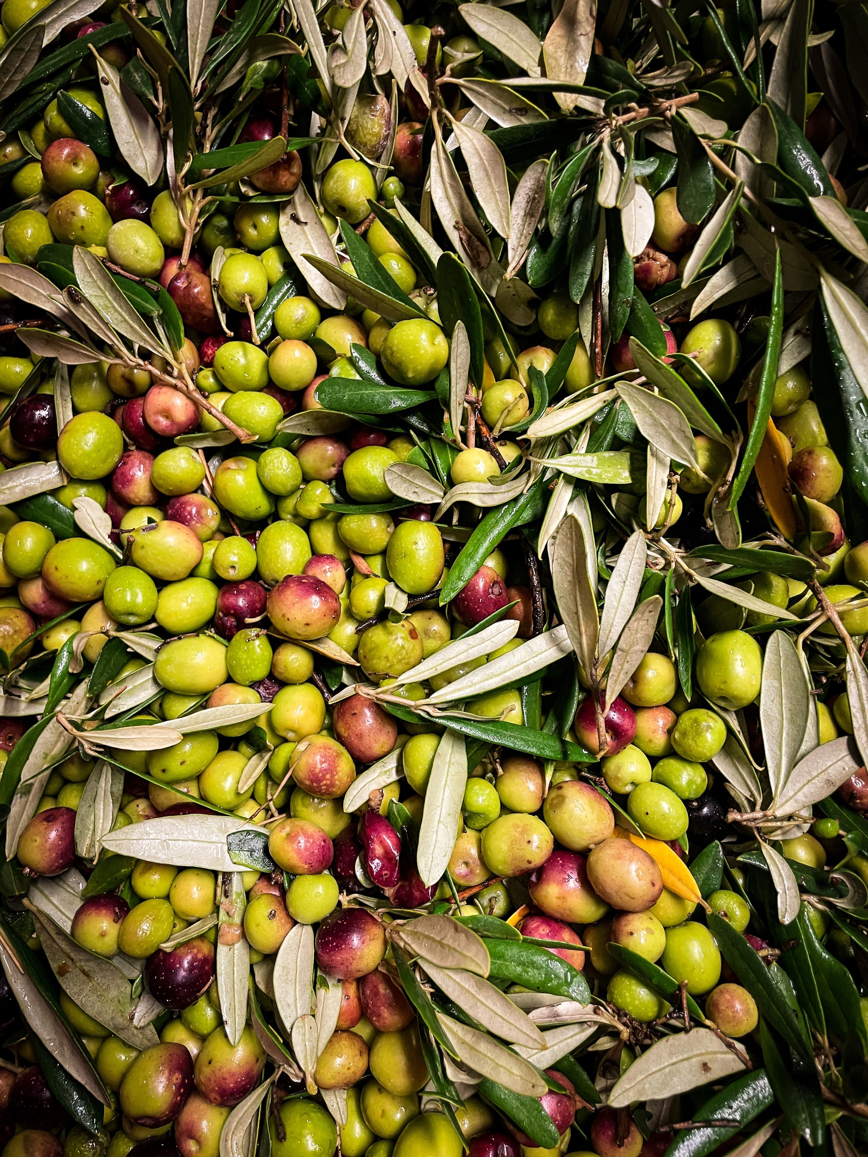 Olives Bouteillan - Domaine de la Baume en Provence