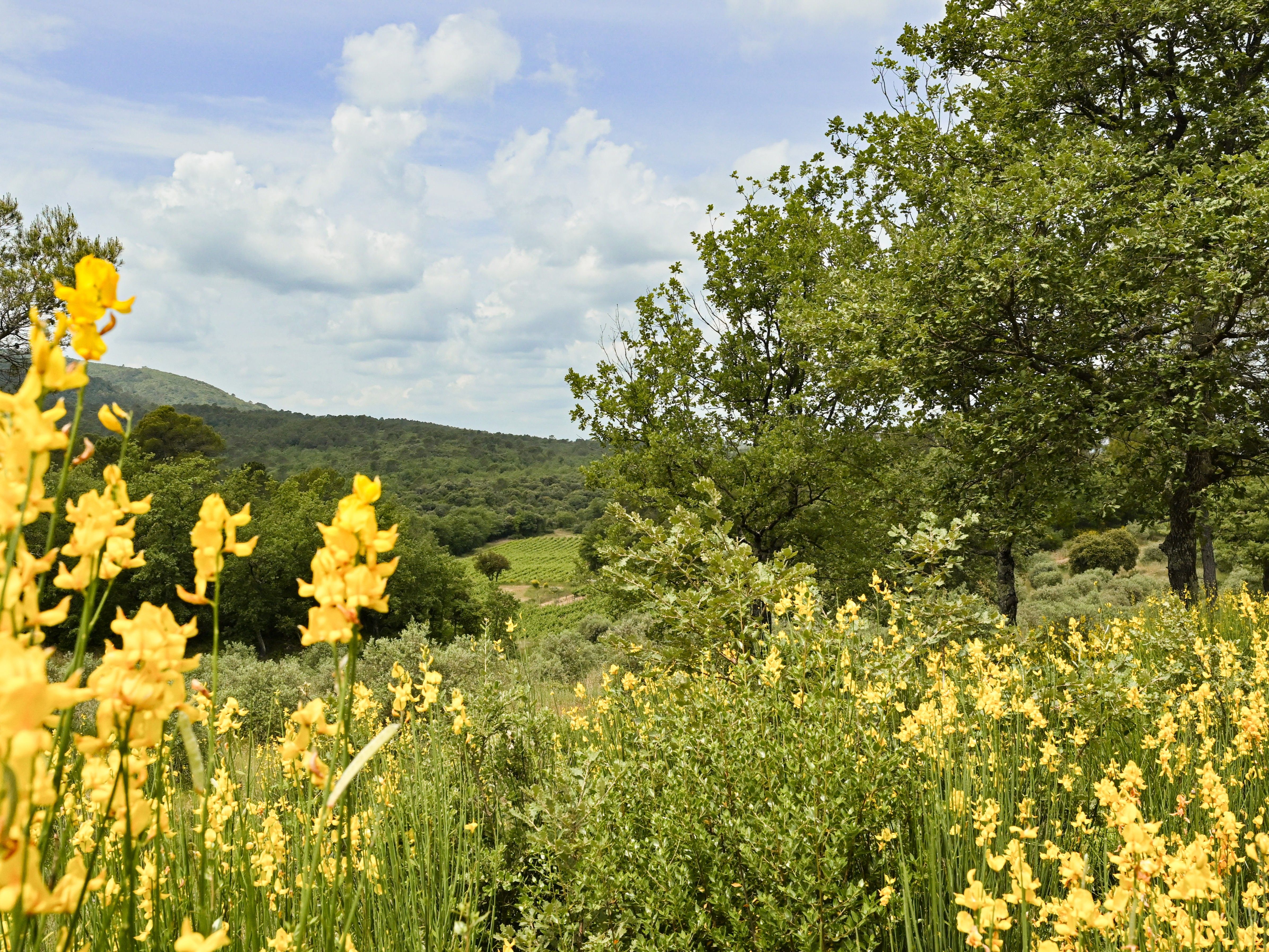 Domaine Mira Luna