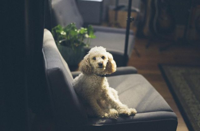 A small dog sitting on an armchair in a cosy home, illustrating pet-friendly rentals in the Netherlands