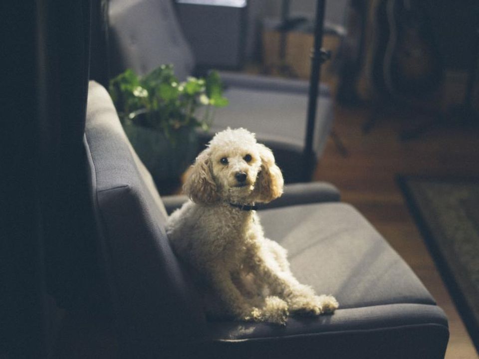 A small dog sitting on an armchair in a cosy home, illustrating pet-friendly rentals in the Netherlands