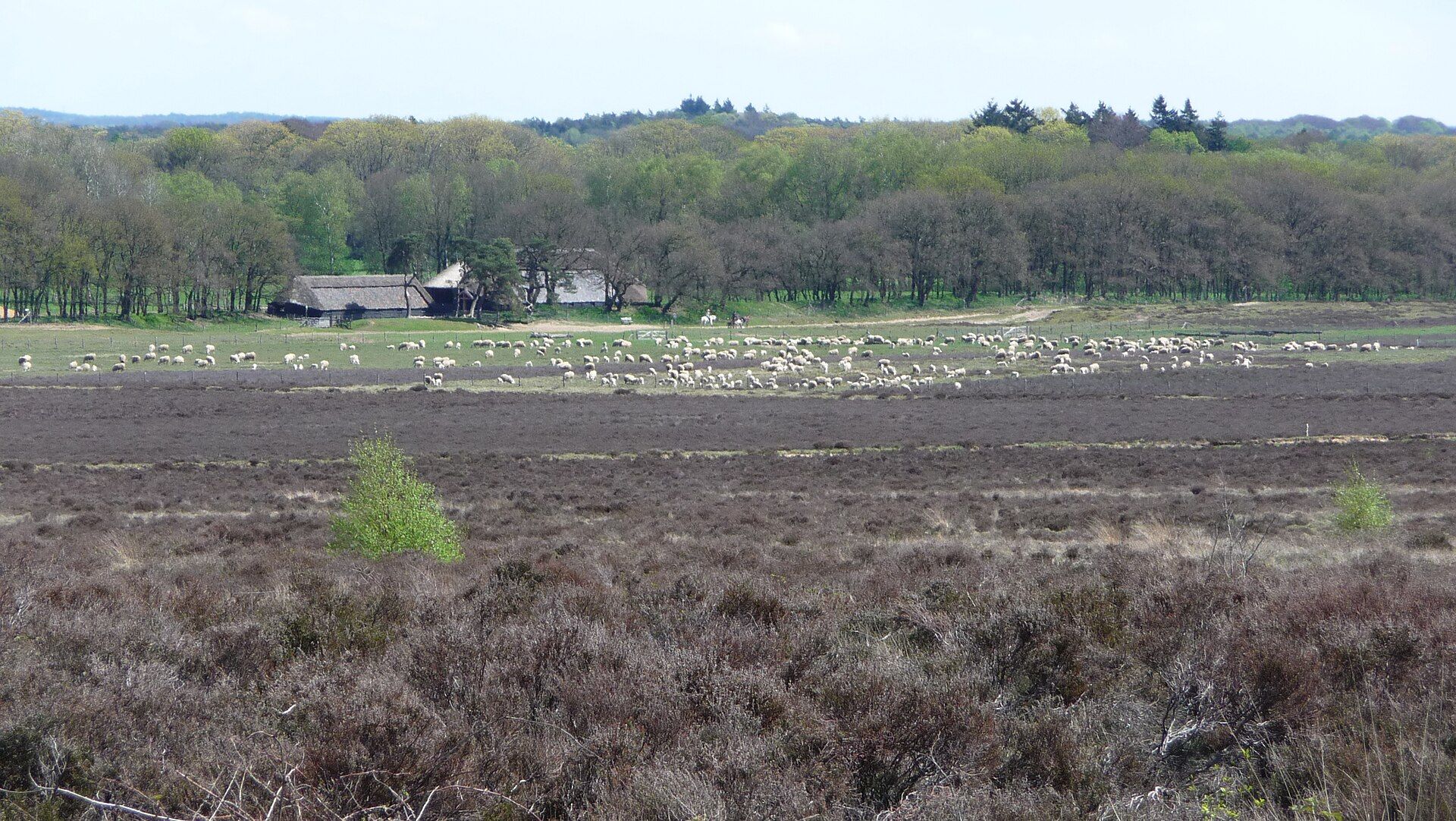 Ginkelse Heide heathland in Ede with a flock of sheep grazing on the open Veluwe landscape