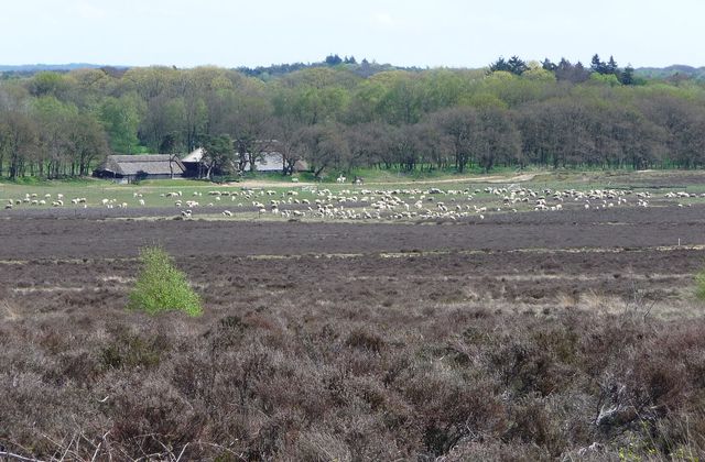 Ginkelse Heide heathland in Ede with a flock of sheep grazing on the open Veluwe landscape