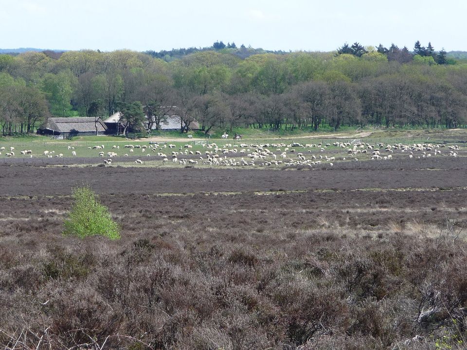 Ginkelse Heide heathland in Ede with a flock of sheep grazing on the open Veluwe landscape