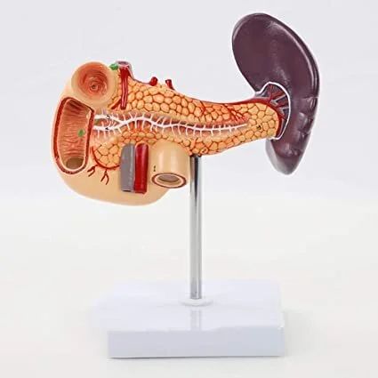 La Milza in Medicina Cinese