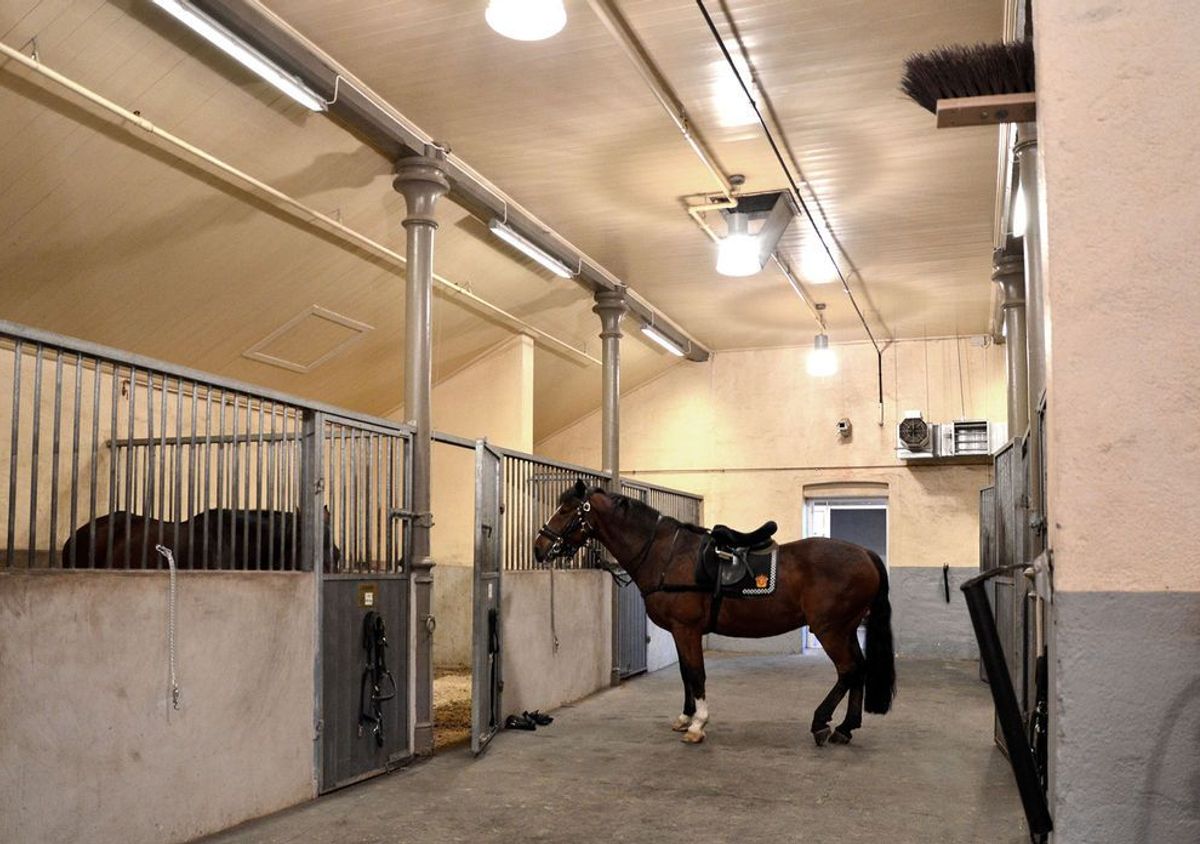 Foto av innsiden av stallen, lyse materialer. Hester i bilde.