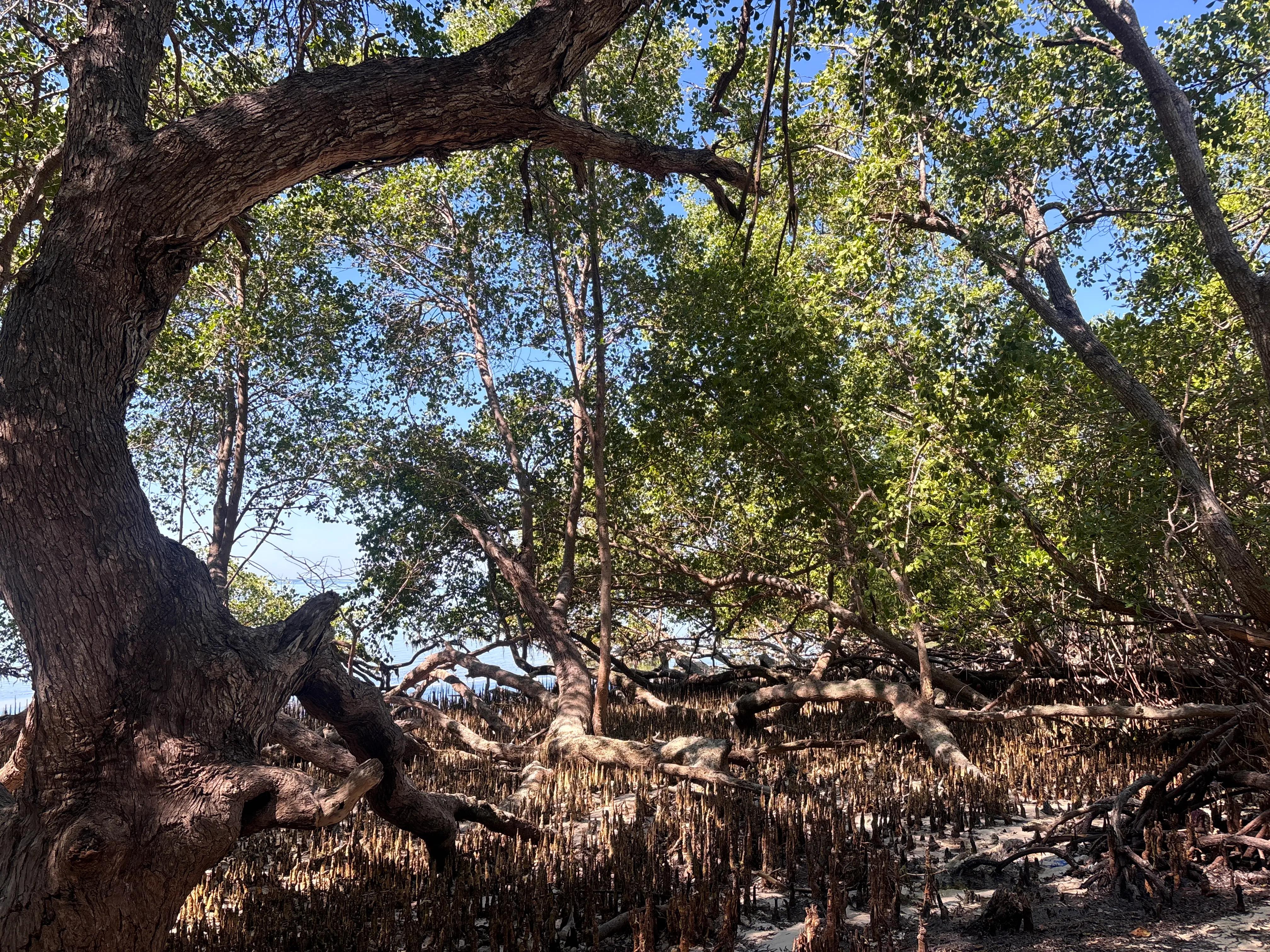 Pesona Rimbunan Mangrove yang Tersingkap