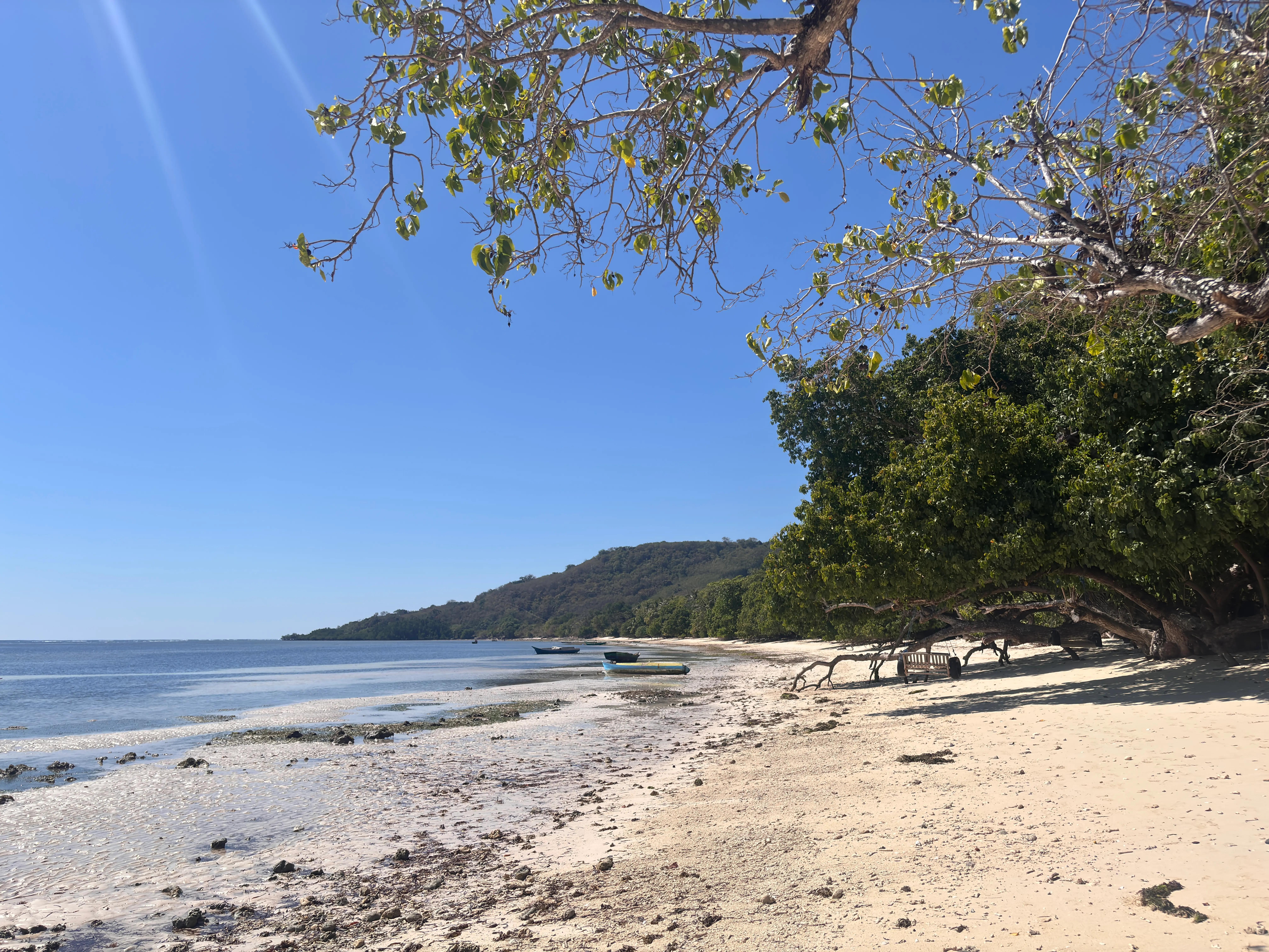 Kanopi Kelapa di Tepi Pantai