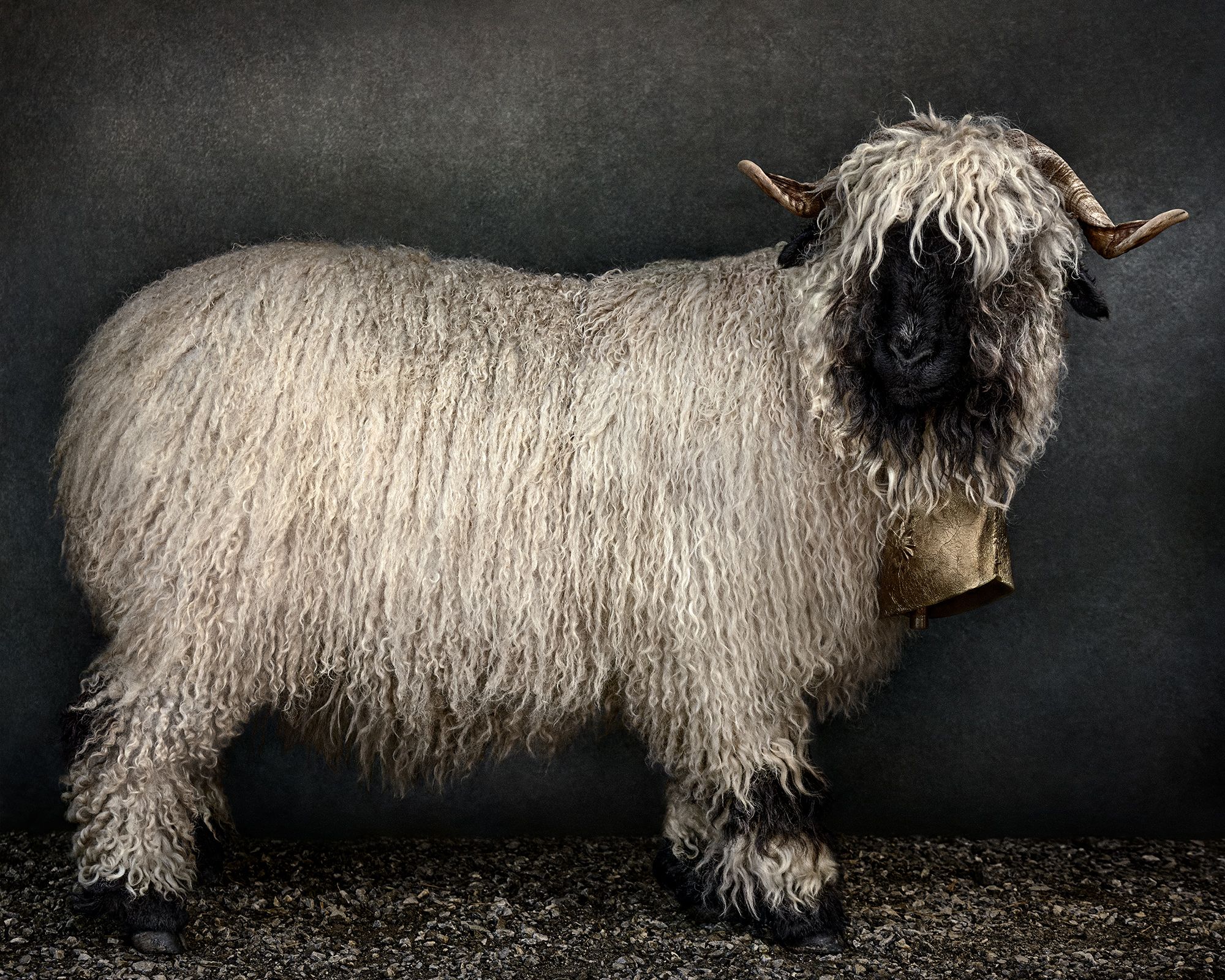 MARIO TESTINO