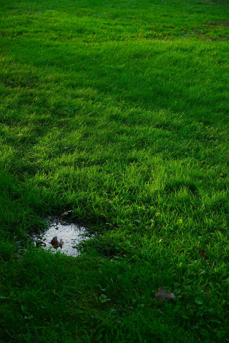 Homeowner checking septic drainfield area for pooling water and drainage issues