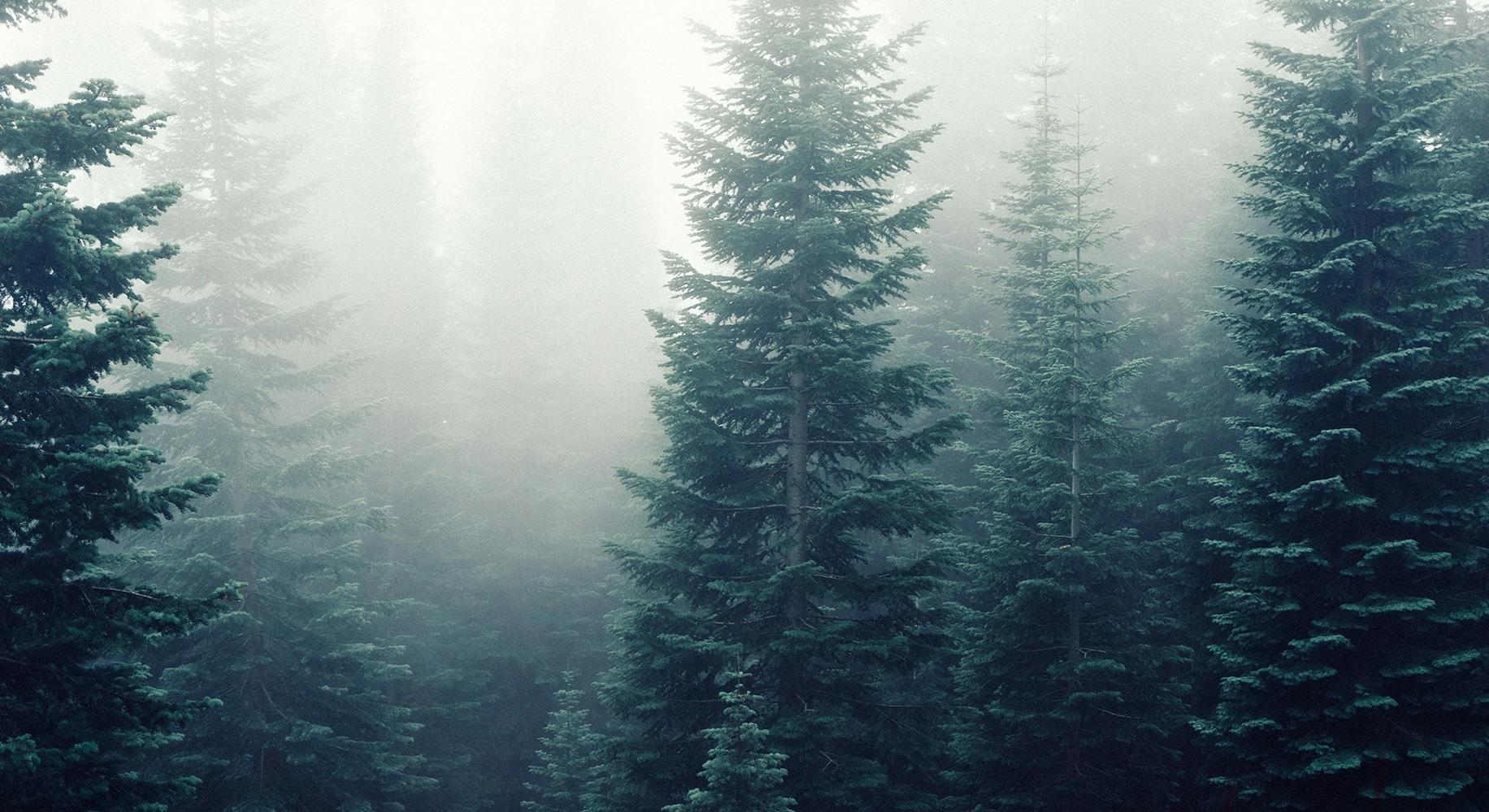 Еловый лес в тумане (Kuusia sumussa)