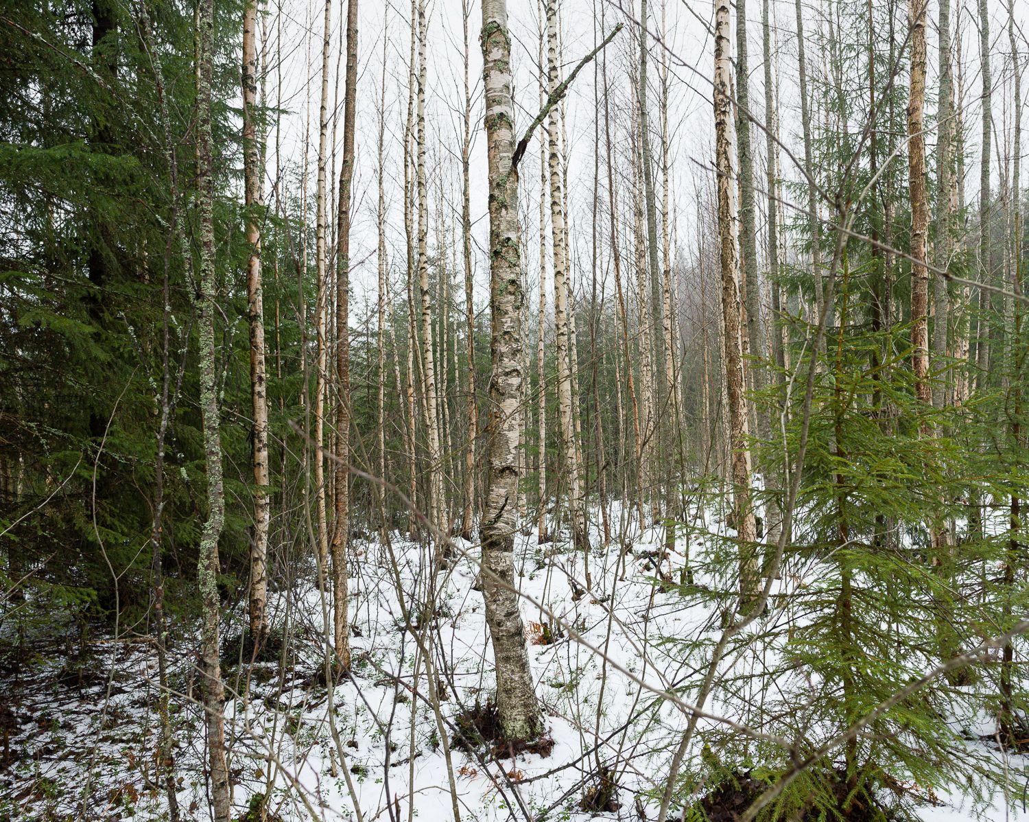 Берёзовый лес в снегу (Koivumetsä lumessa)