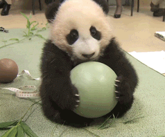 Gif-анимация: Панда играет с мячом / Gif: Panda leikkii pallolla