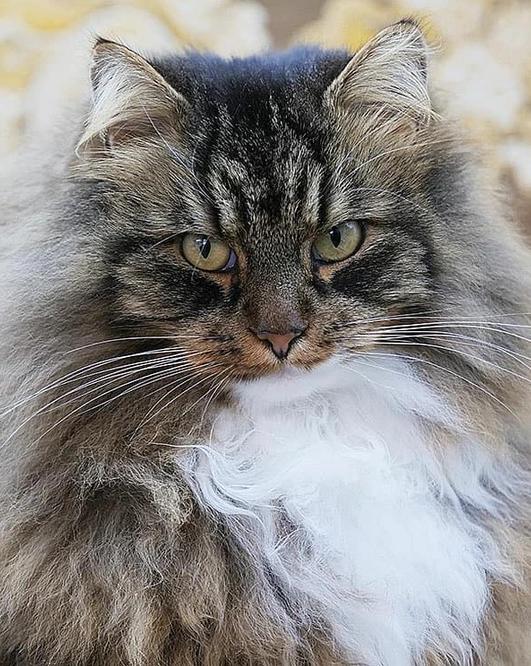 Фотография кота Sämpy / Valokuva Sämpy-kissasta