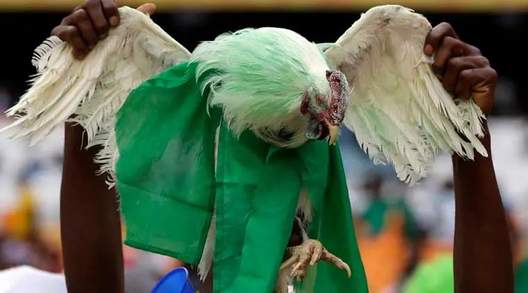 Nigerian practice of smuggling live chicken in stadiums before kickoff