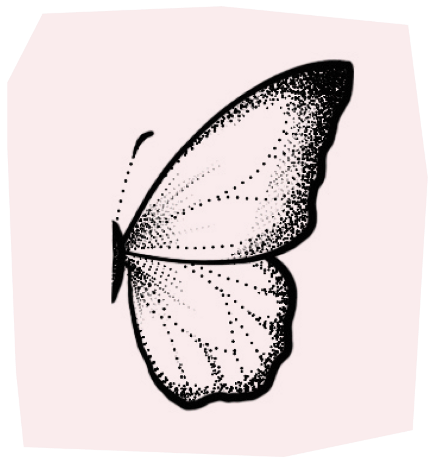 detailed butterfly wing