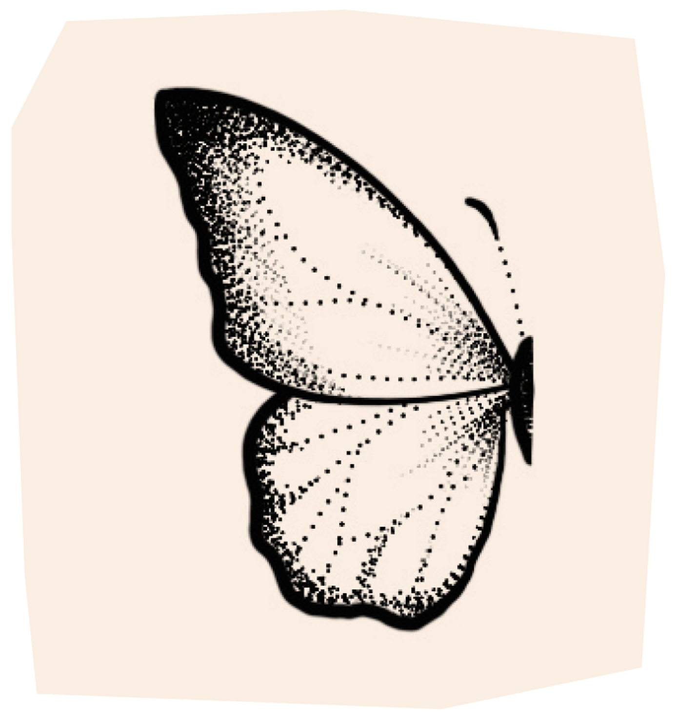 detailed butterfly wing