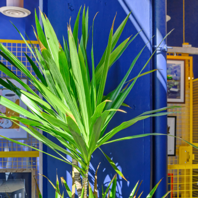 palm plant against blue wall