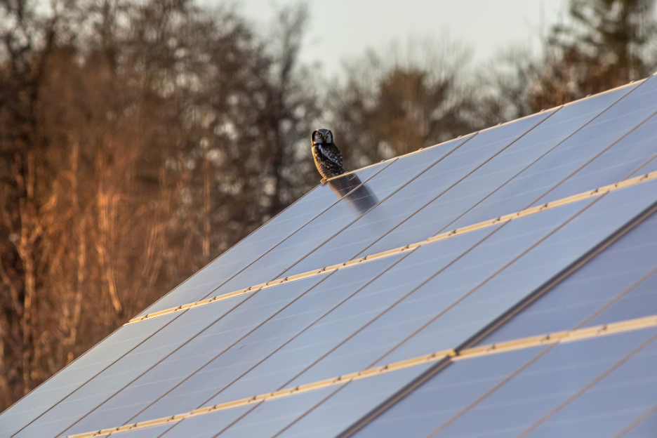 A northern hawk-owl perches on the edge of a slanted roof covered in solar panels, with a blurred autumn forest in the background.