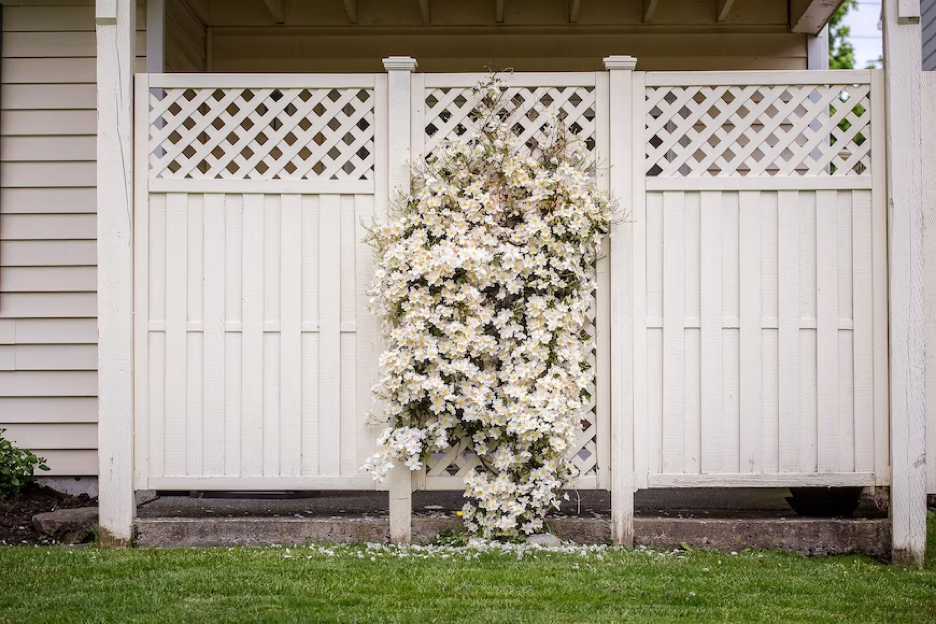 A cluster of white climbing flowers grows densely across the center panel of an off-white lattice privacy fence in a garden.