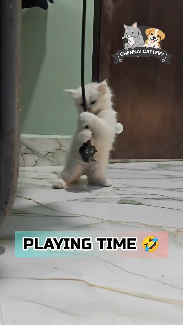 Chennai Cattery Instagram moment 8