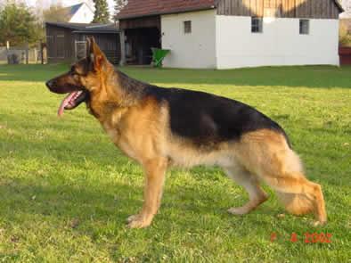 German Shepherd dog breed