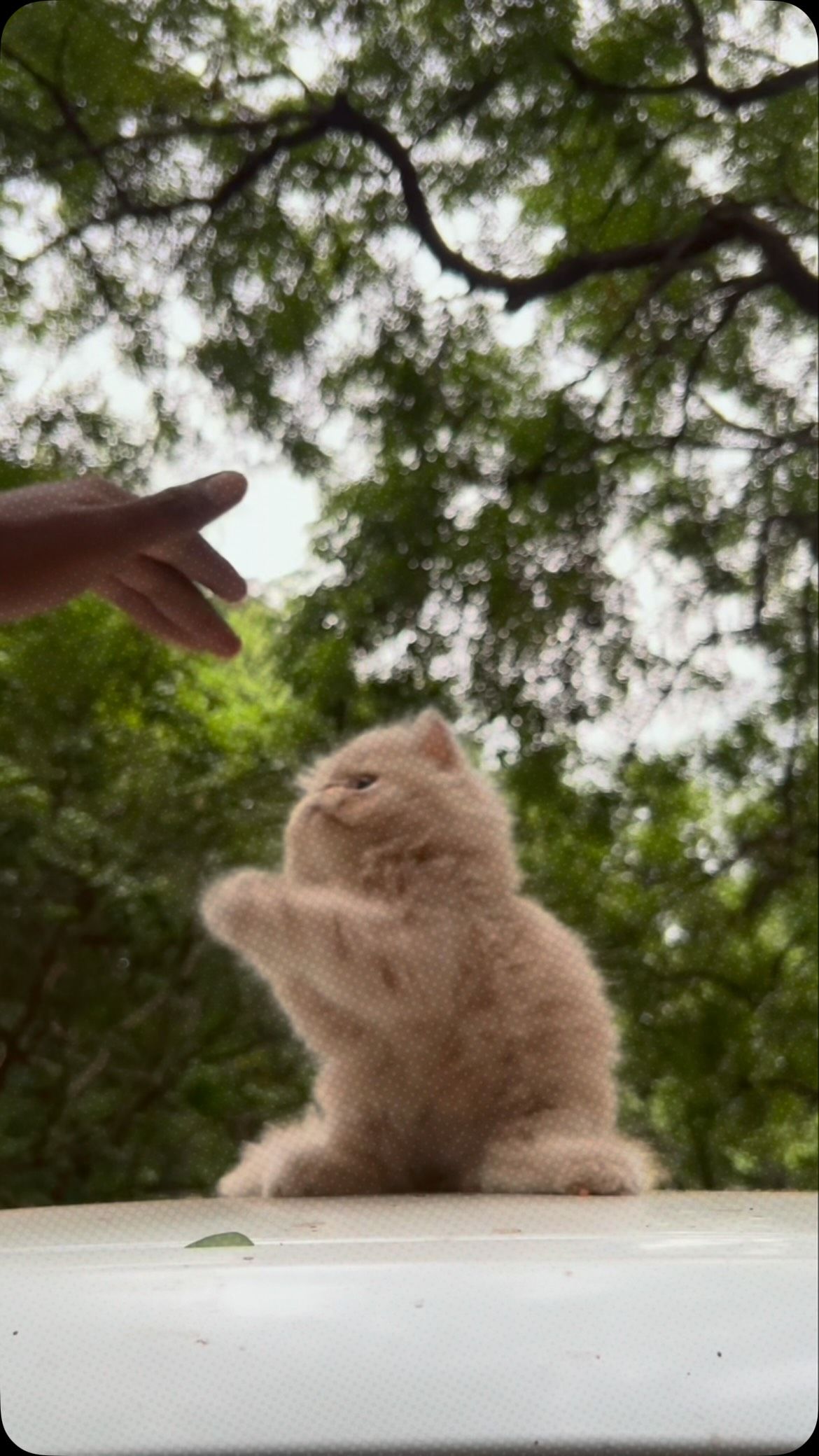 Chennai Cattery Instagram moment 5