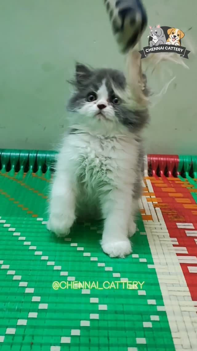 Chennai Cattery Instagram moment 1