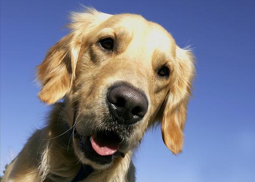 Golden Retriever dog breed