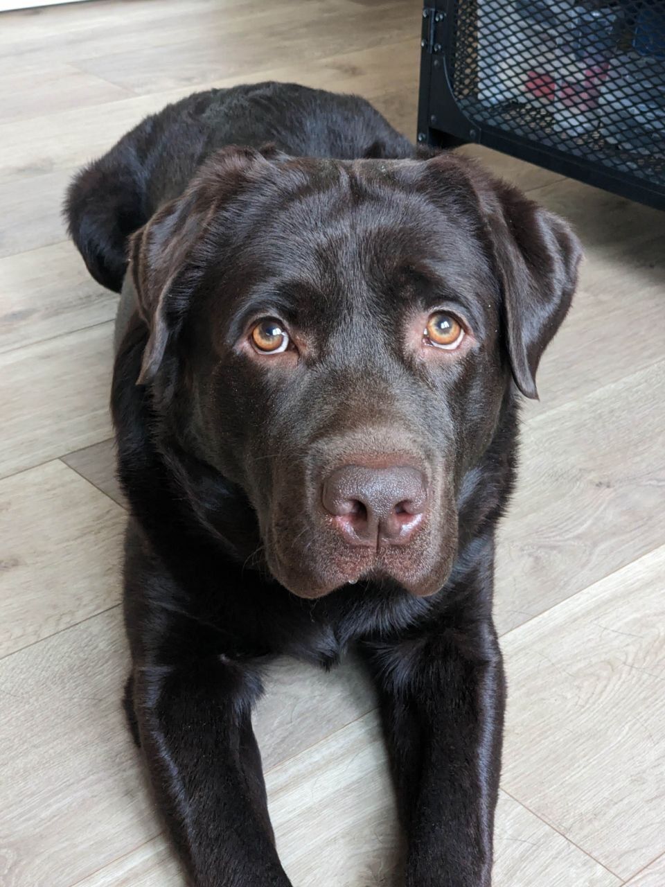 Labrador Retriever dog breed