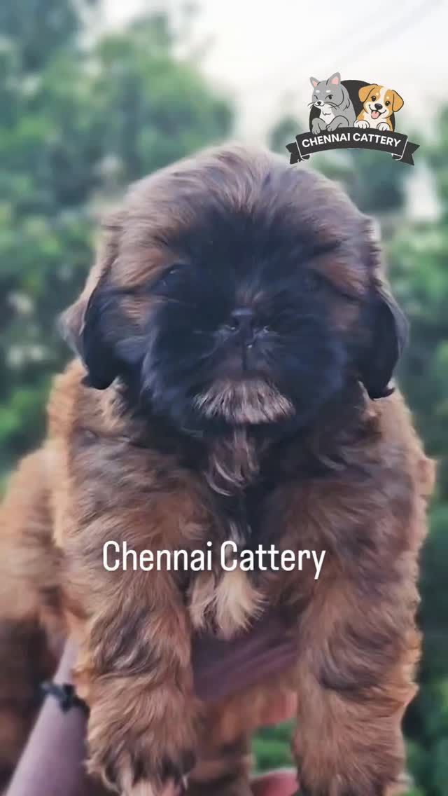 Chennai Cattery Instagram moment 10